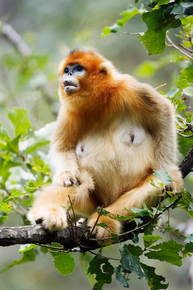 Golden monkey with orange fur and black face sitting on a tree branch, Shaanxi Province, China.