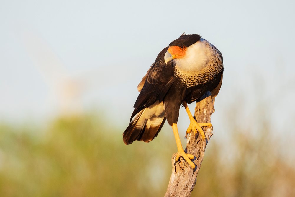 Crested Caracara bird with orange beak and yellow legs perched on a weathered tree branch at Sunrise in Santa Clara Ranch, South, Wildlife, McCook, Texas, USA.