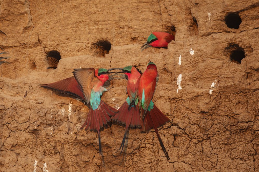Multiple carmine bee-eaters interacting at mud wall nesting holes, Wildlife, Mfuwe, South Luangwa National Park, Zambia.