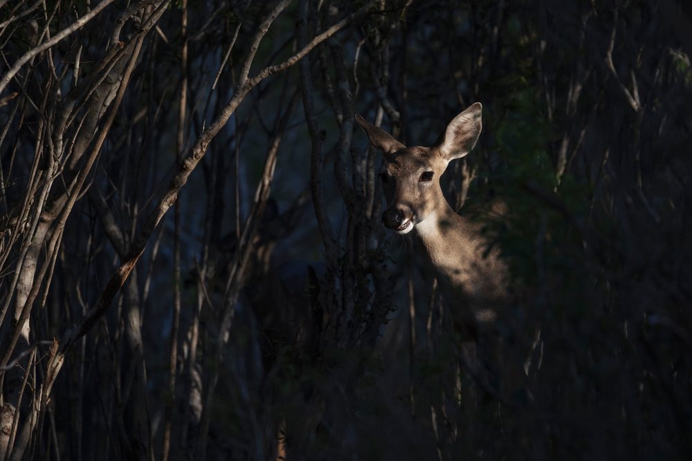 White-Tail Doe stands cautiously among trees and brush in a forest at Santa Clara Ranch, Wildlife, Rio Grande City, Texas, USA.