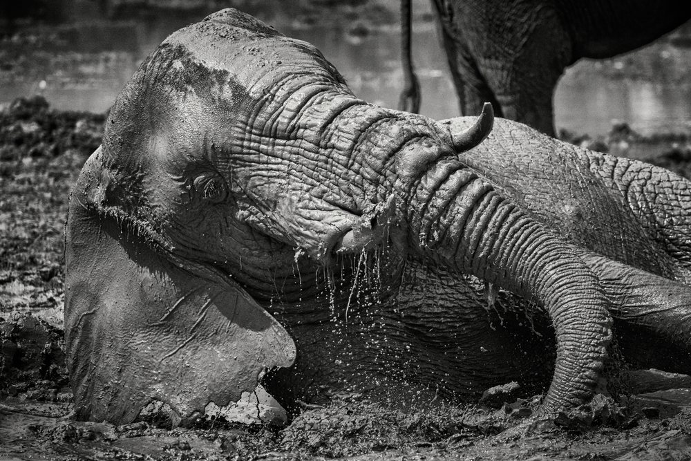 African Elephant covered in muddy water taking a mud bath, Wildlife, Mfuwe, South Luangwa National Park, Zambia.