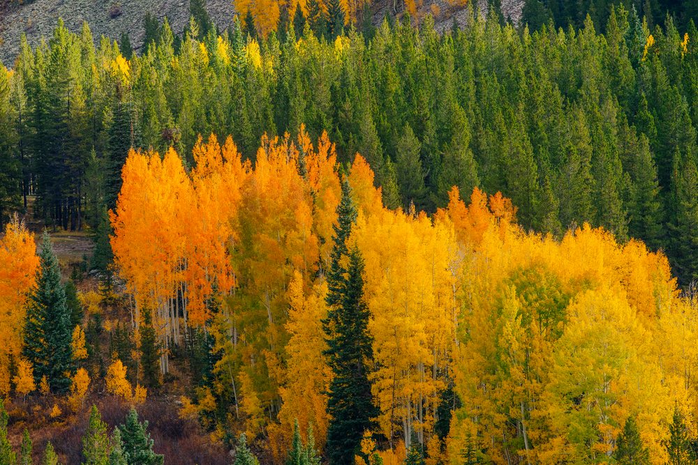Aspen and pine trees display vibrant fall colors on a mountain slope, Durango, Colorado, USA.