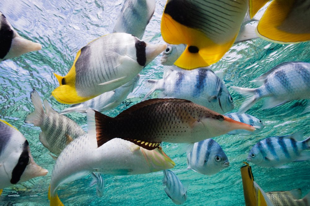 Various tropical reef fish swim underwater in clear ocean water at Bora, Tahiti, French Polynesia.