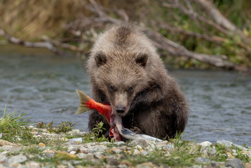 Alaskan Brown bear cub eating a salmon on the riverbank, Katmai National Park, Alaska, USA.