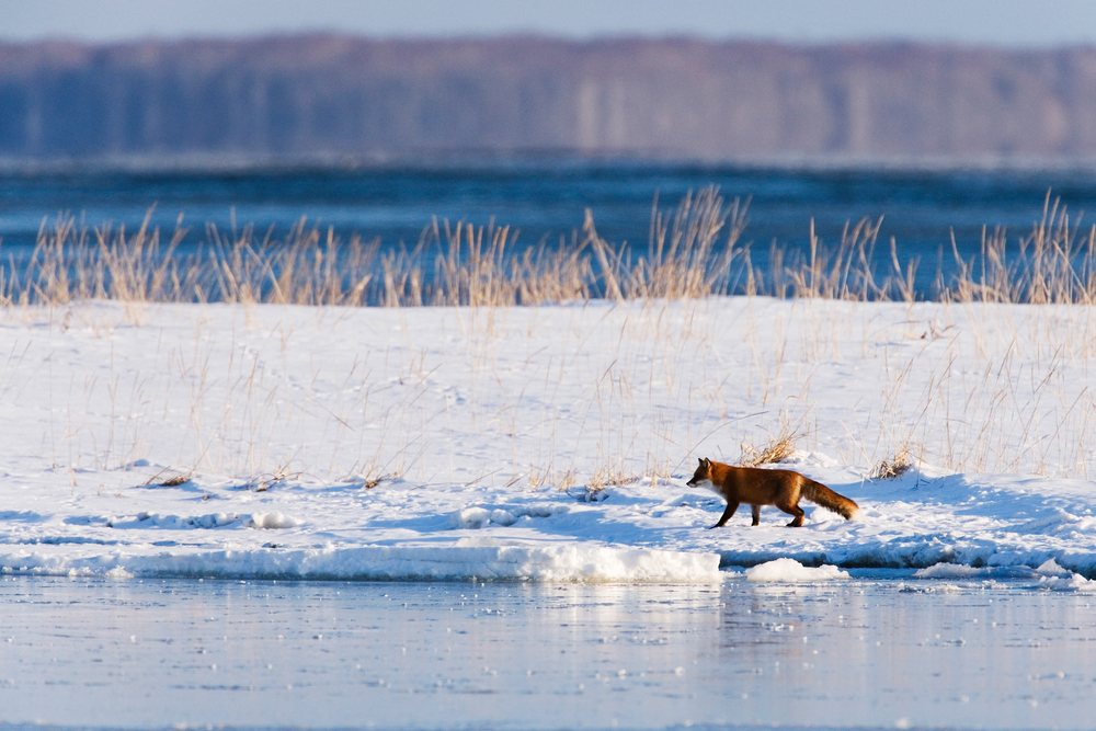 Red fox walking on snowy ground near frozen water in a winter landscape, Japan, Asia.