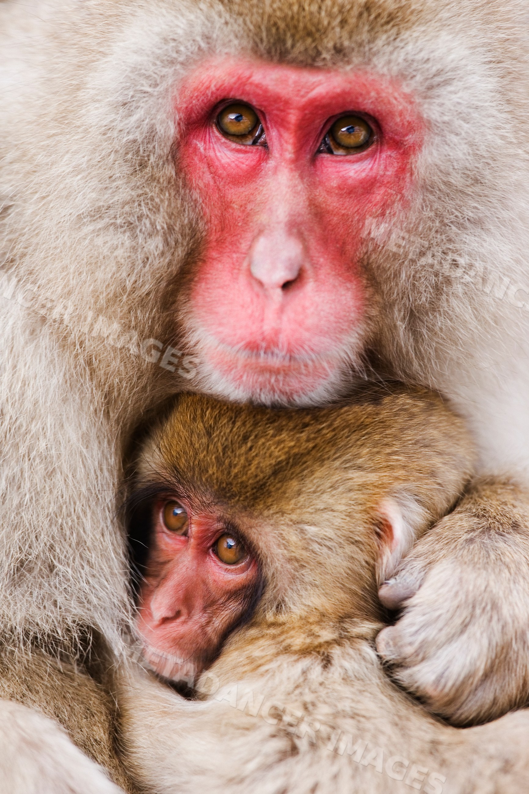 Japanese macaque mother hugging baby in Japan wildlife winter