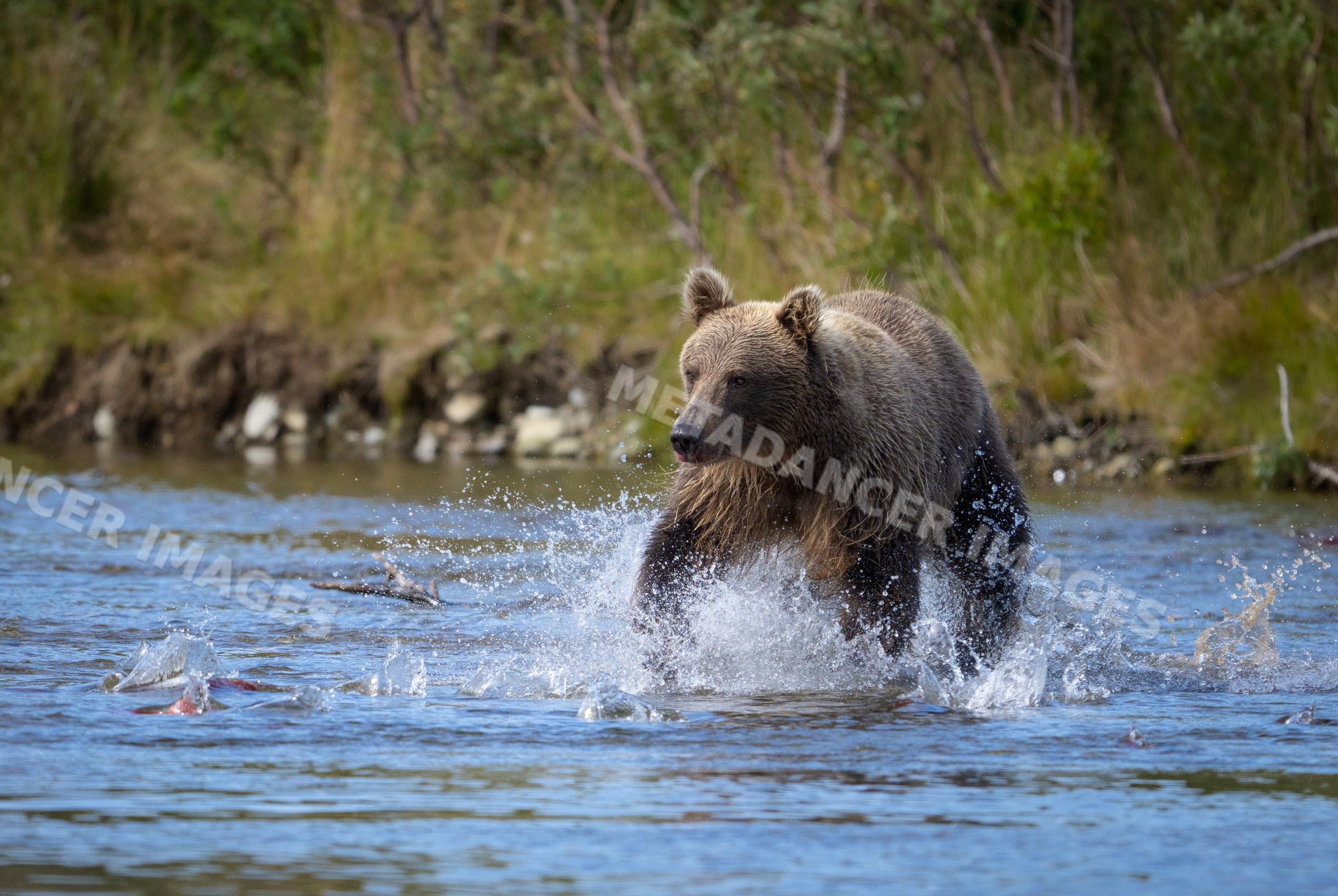 Alaskan Brown bear fishing in river, Katmai National Park Alaska
