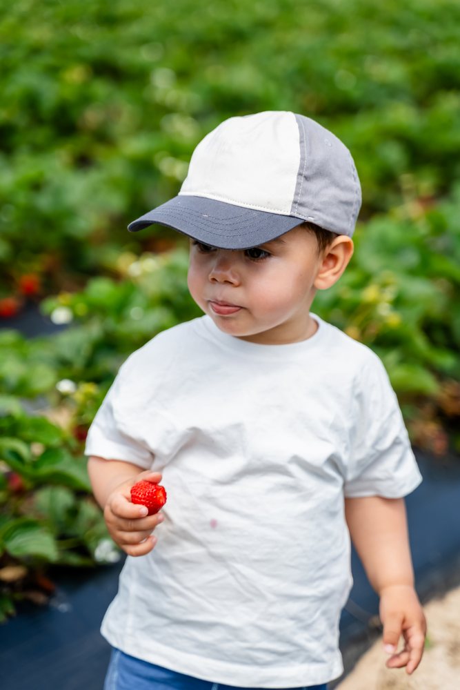 Toddler white boy strawberry at strawberry farm in Spain