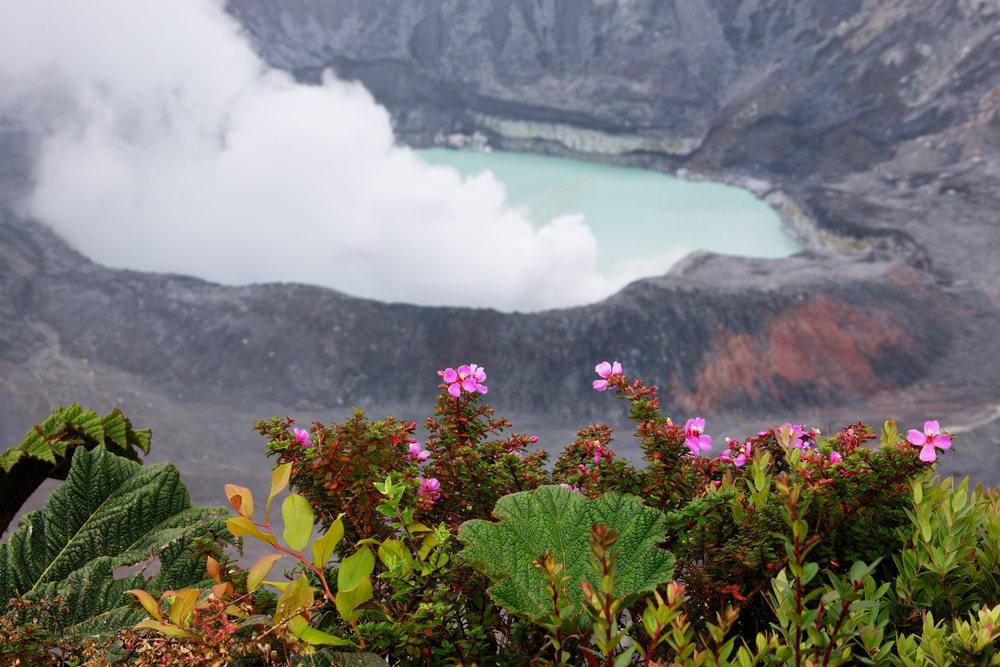 Poas volcano crater with green lake and tropical plants