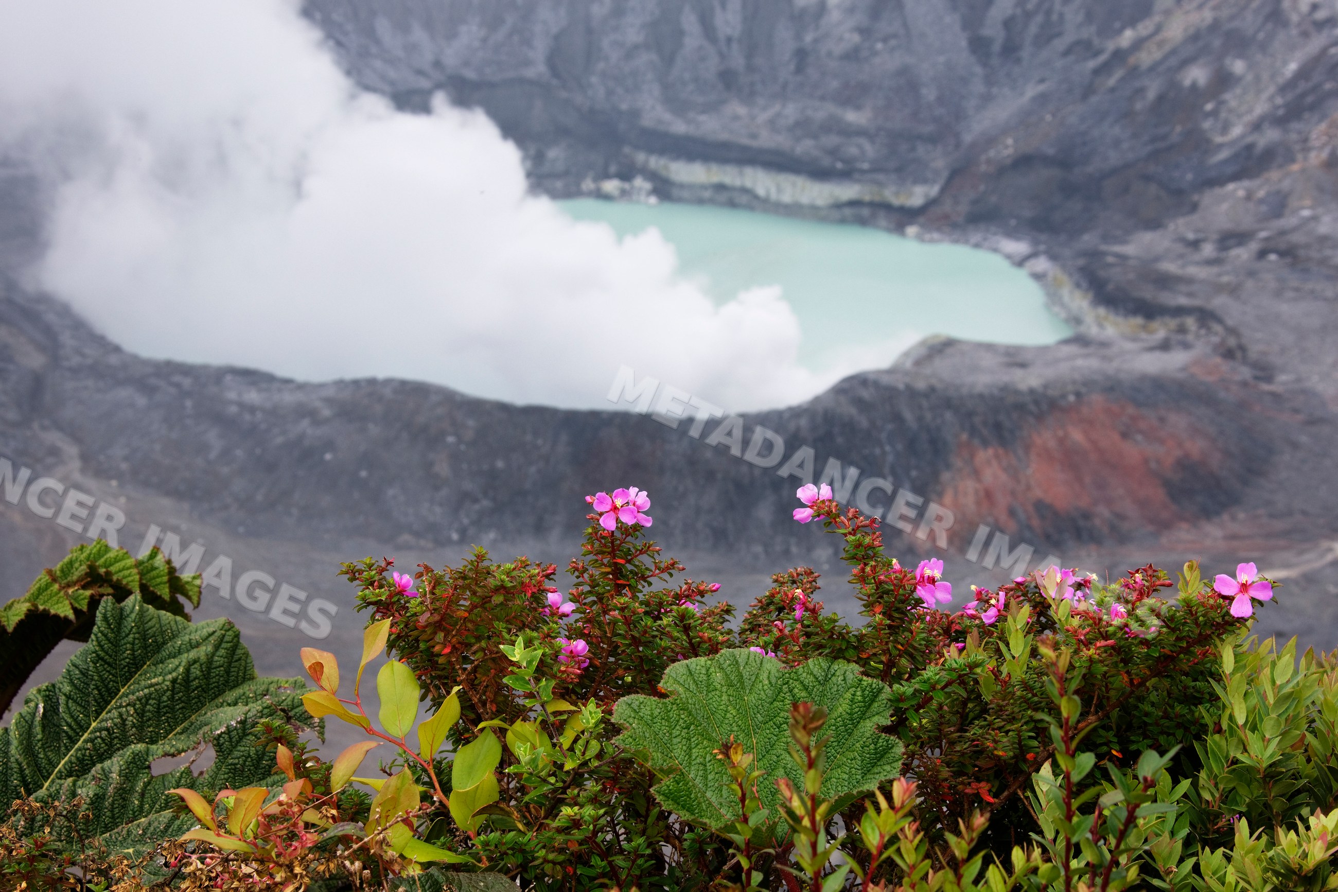 Poas volcano crater with green lake and tropical plants