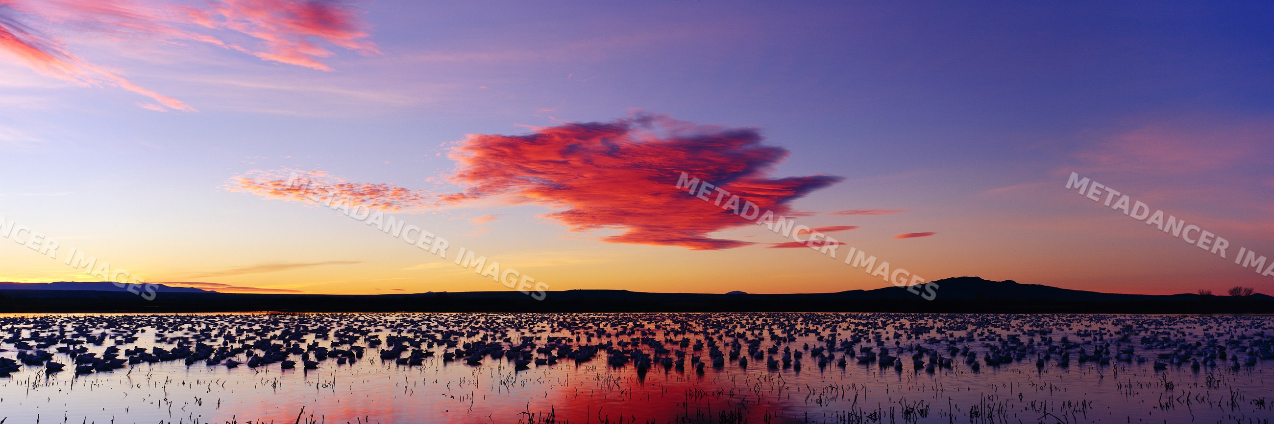 Sandhill cranes on wetlands