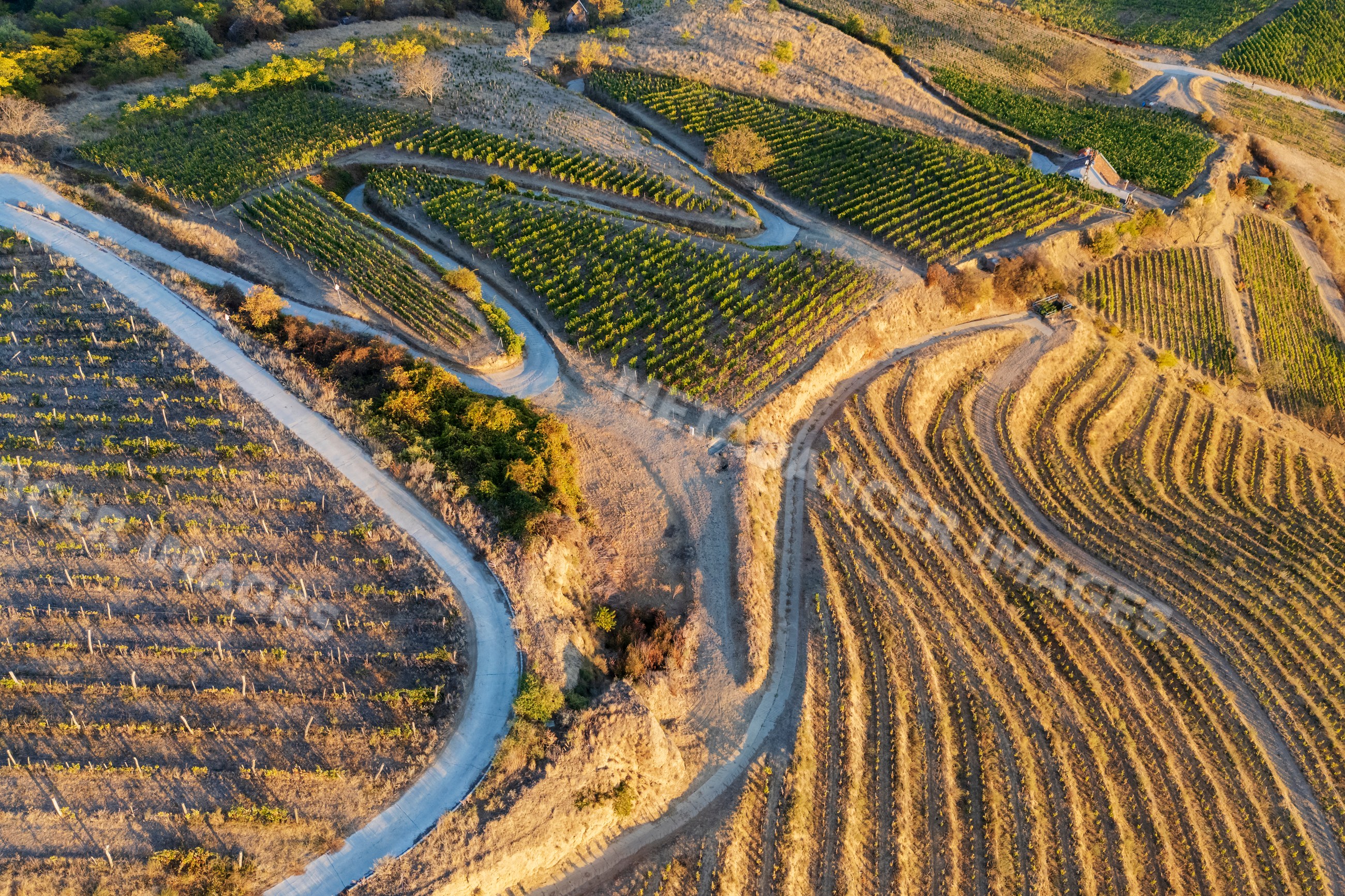 Grape Vines growing in terraced vineyards in Tokaj Region Hungary