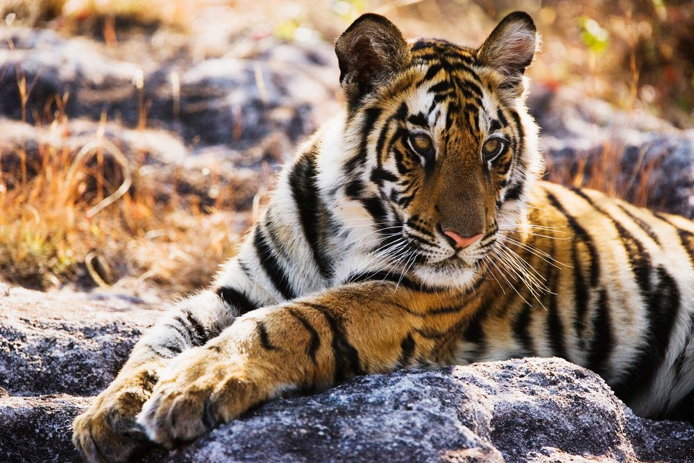 Tiger cub resting on rock in natural environment