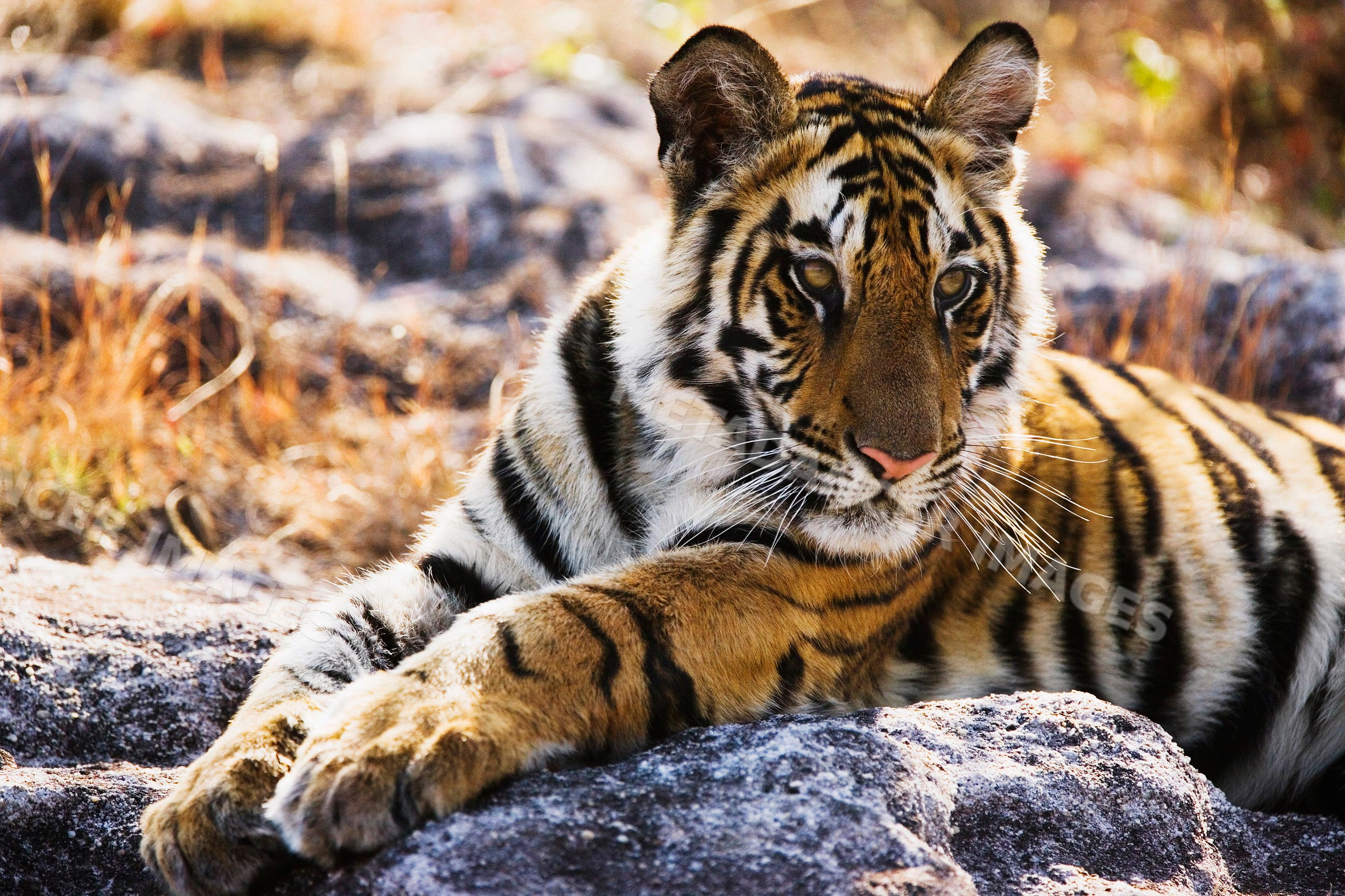 Tiger cub resting on rock in natural environment