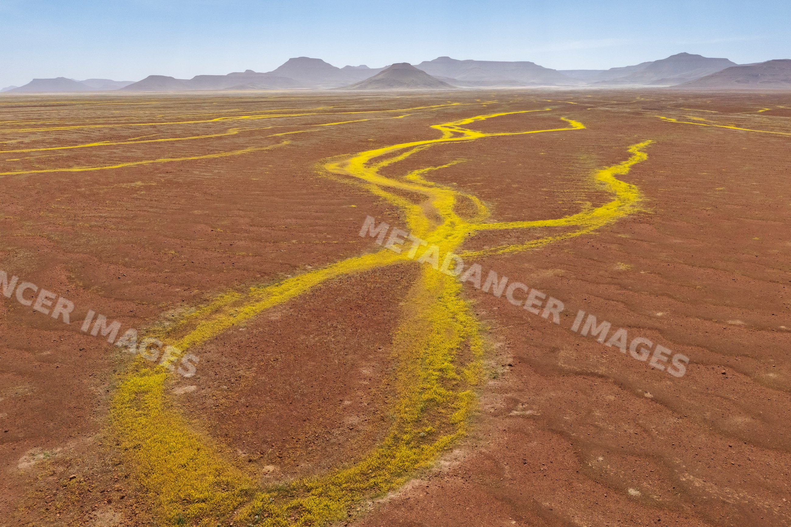 Devil's Thorn yellow flower carpets in kunene region