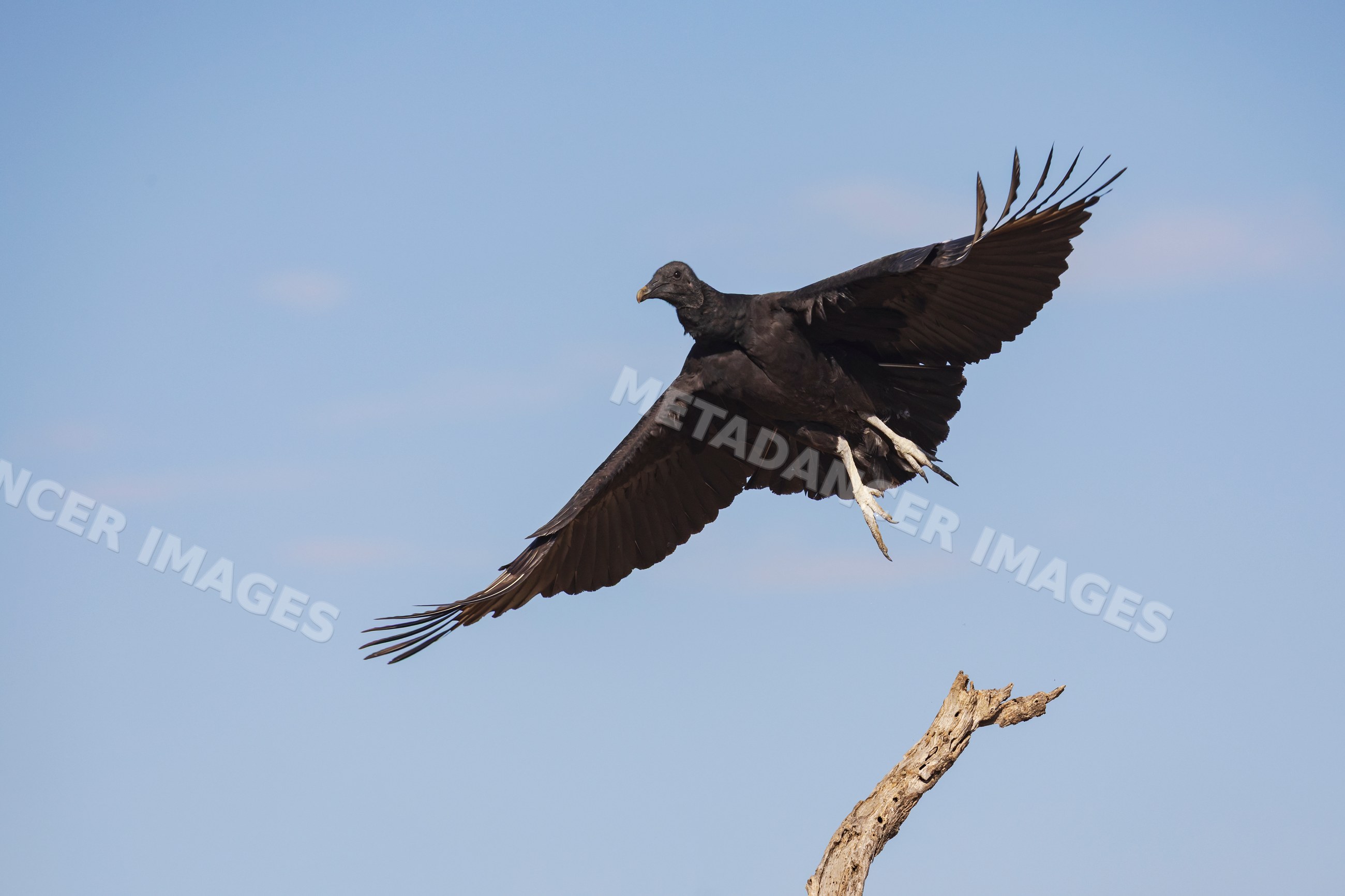 Black Vulture in Flight near tree branch in Texas