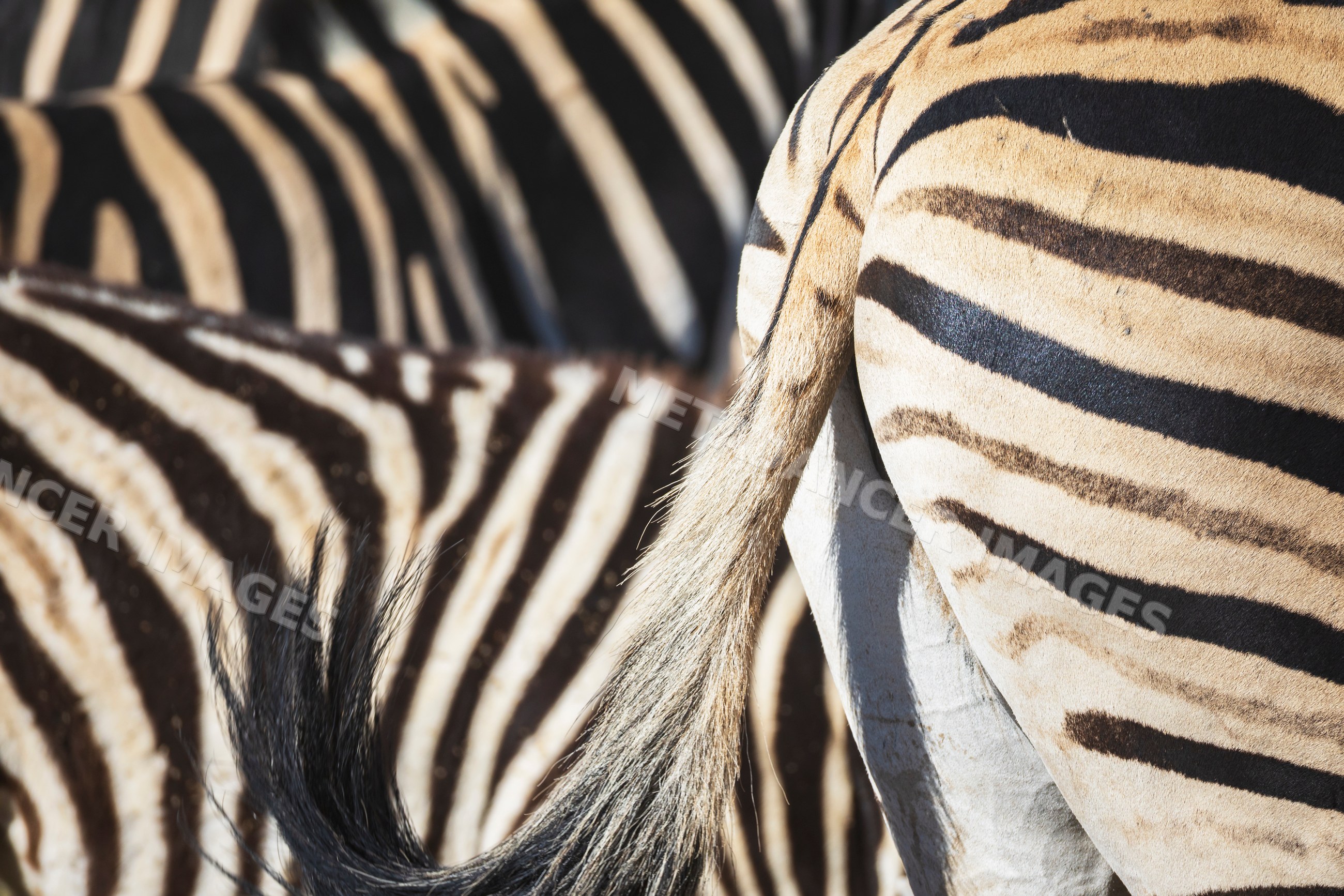 Zebra tail and stripes close-up in etosha national park Namibia
