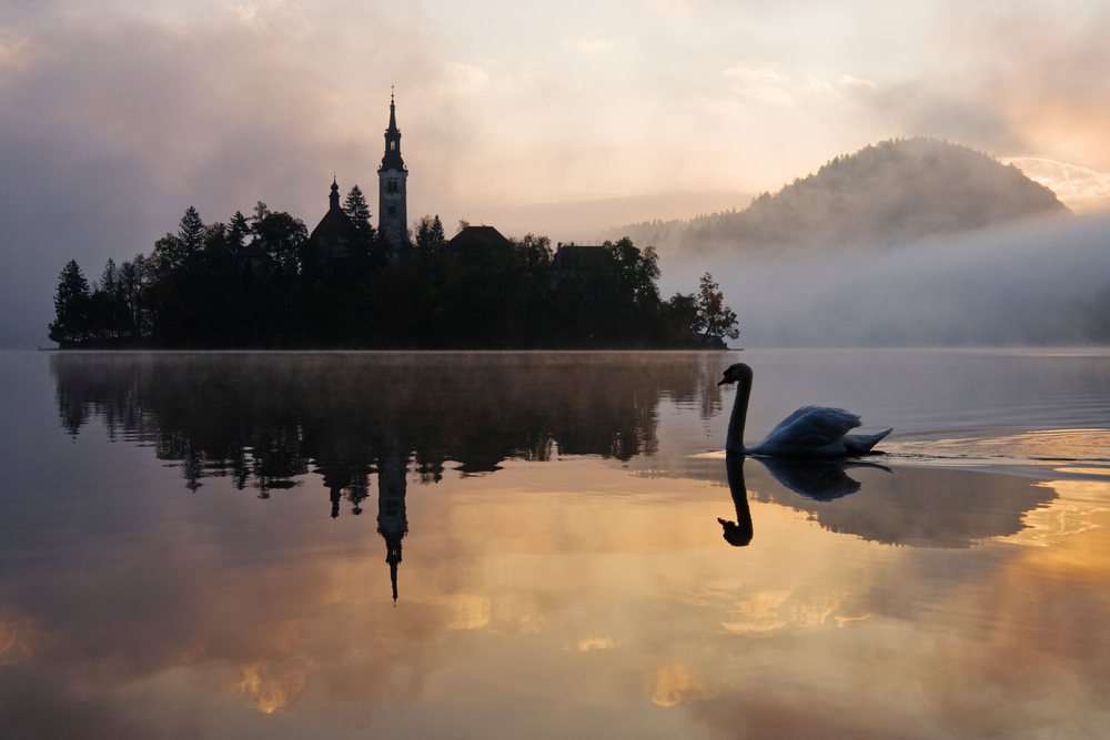 Swan near church of assumption on lake bled island at sunrise