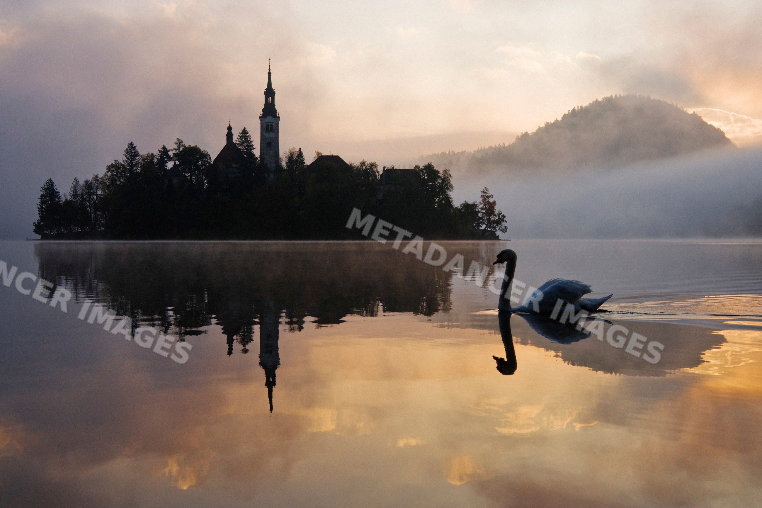 Swan near church of assumption on lake bled island at sunrise