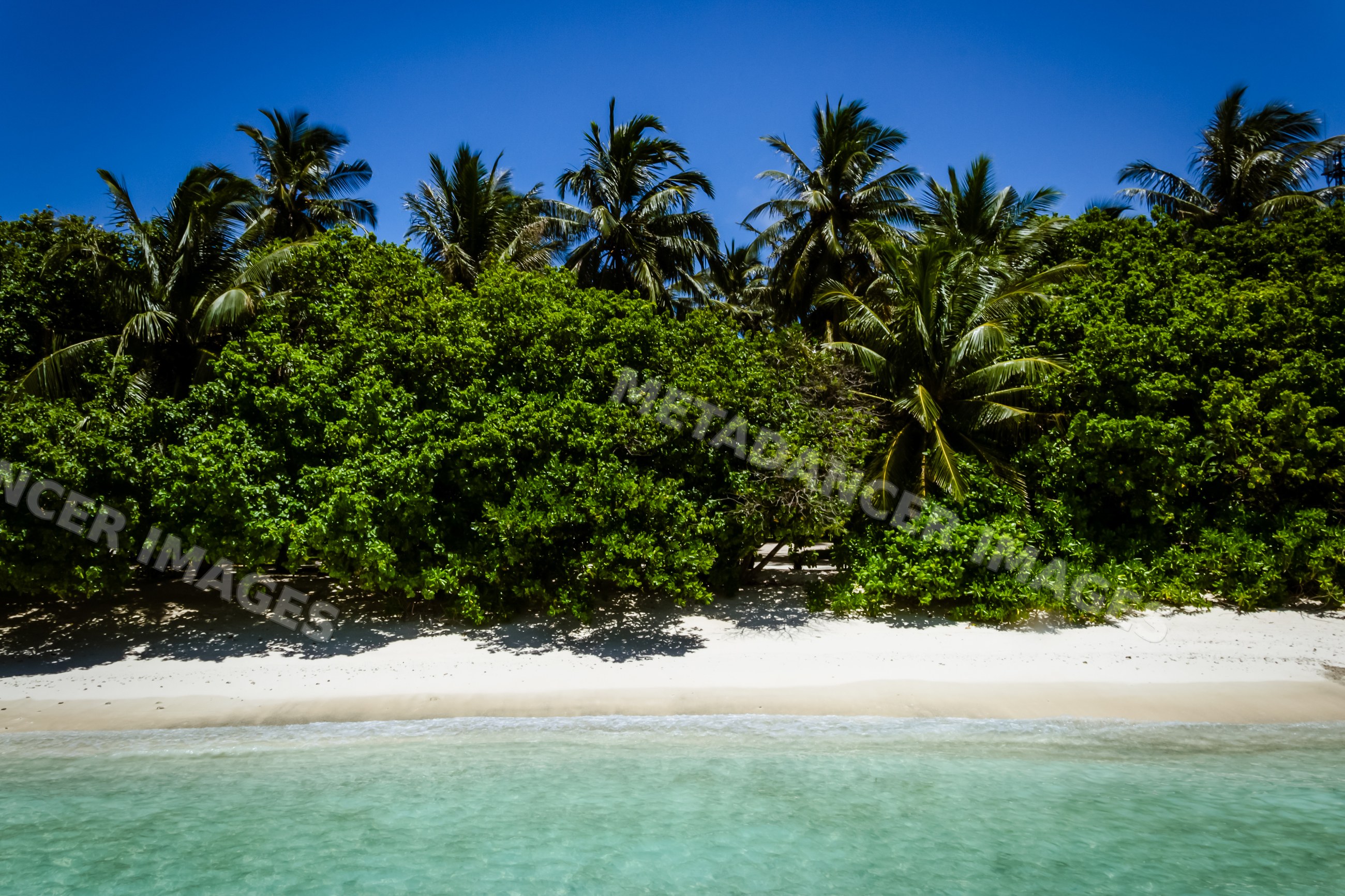 Tropical beach with palm trees and clear water in a beach