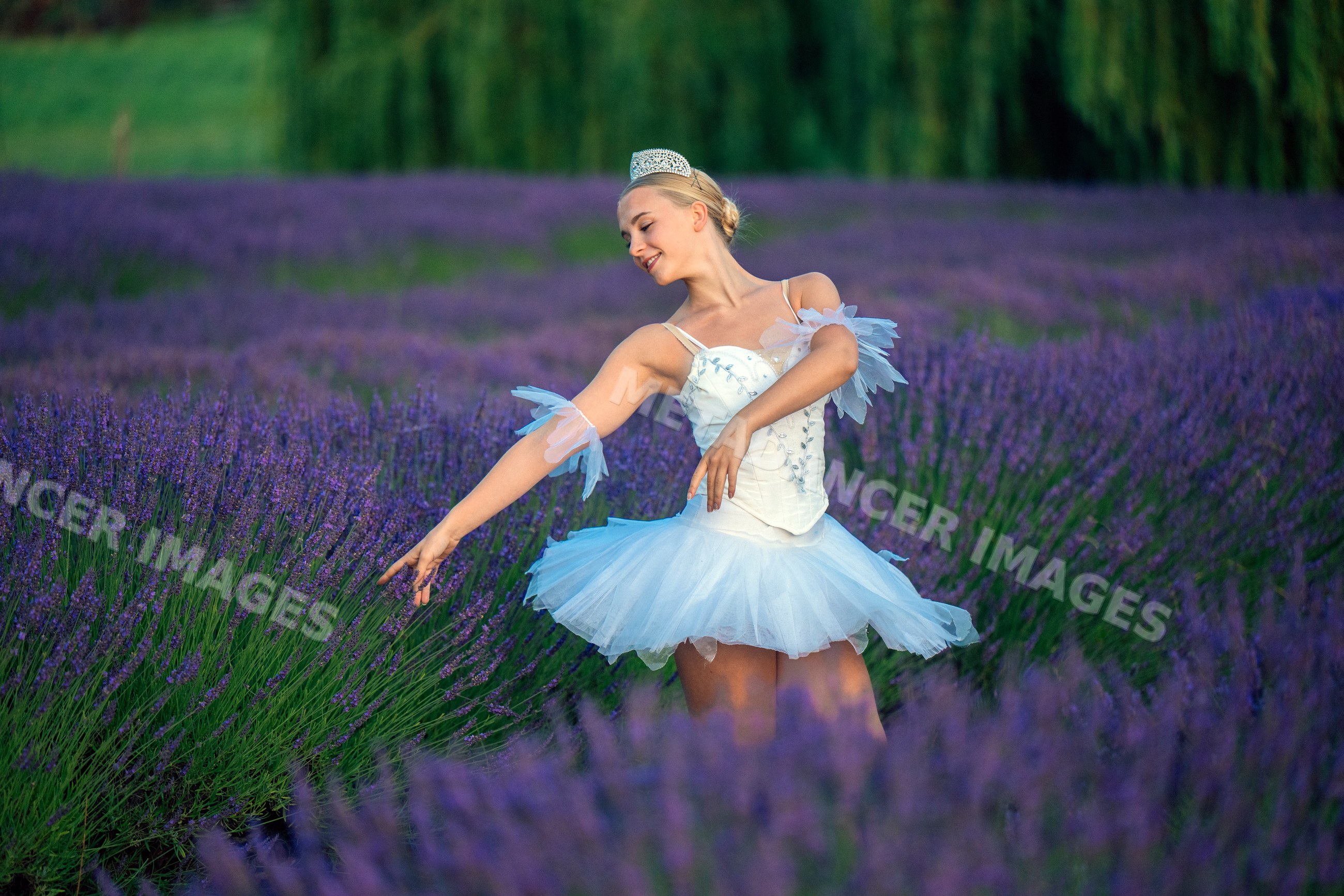 A ballet white dancer gracefully poses among blooming lavender fields