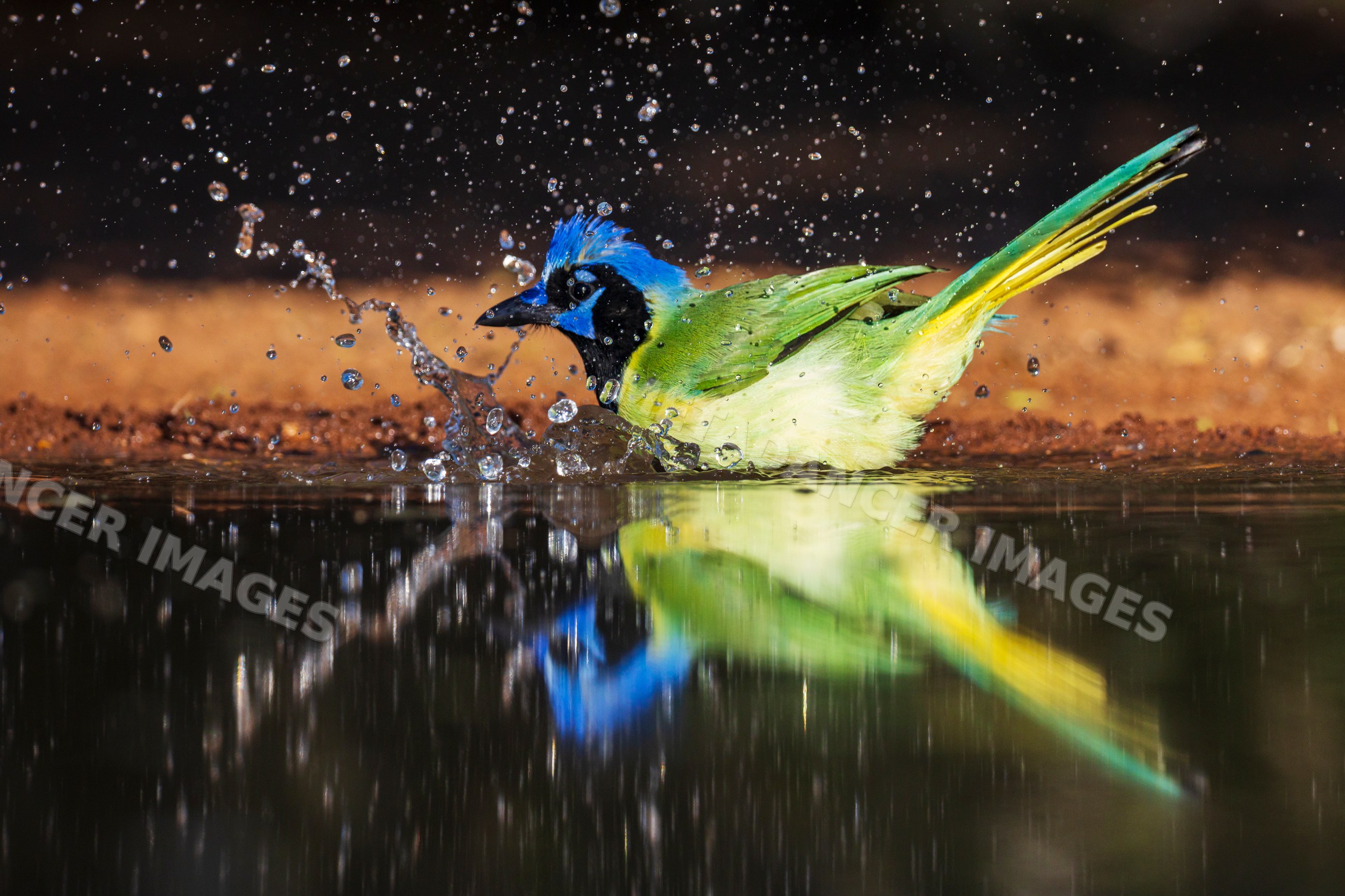Green Jay bathing with water splash at santa clara Ranch, Texas