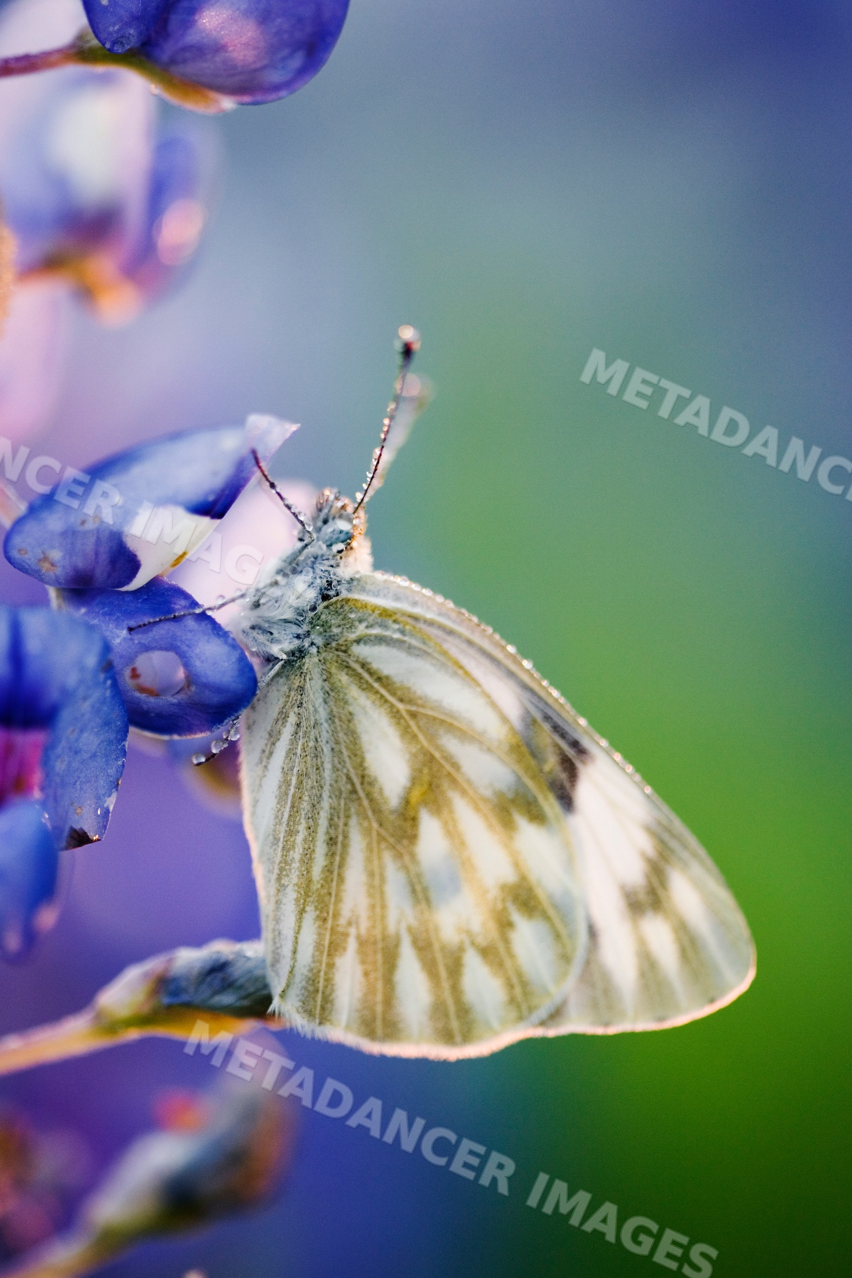 Butterfly on lavender flowers with dew drops