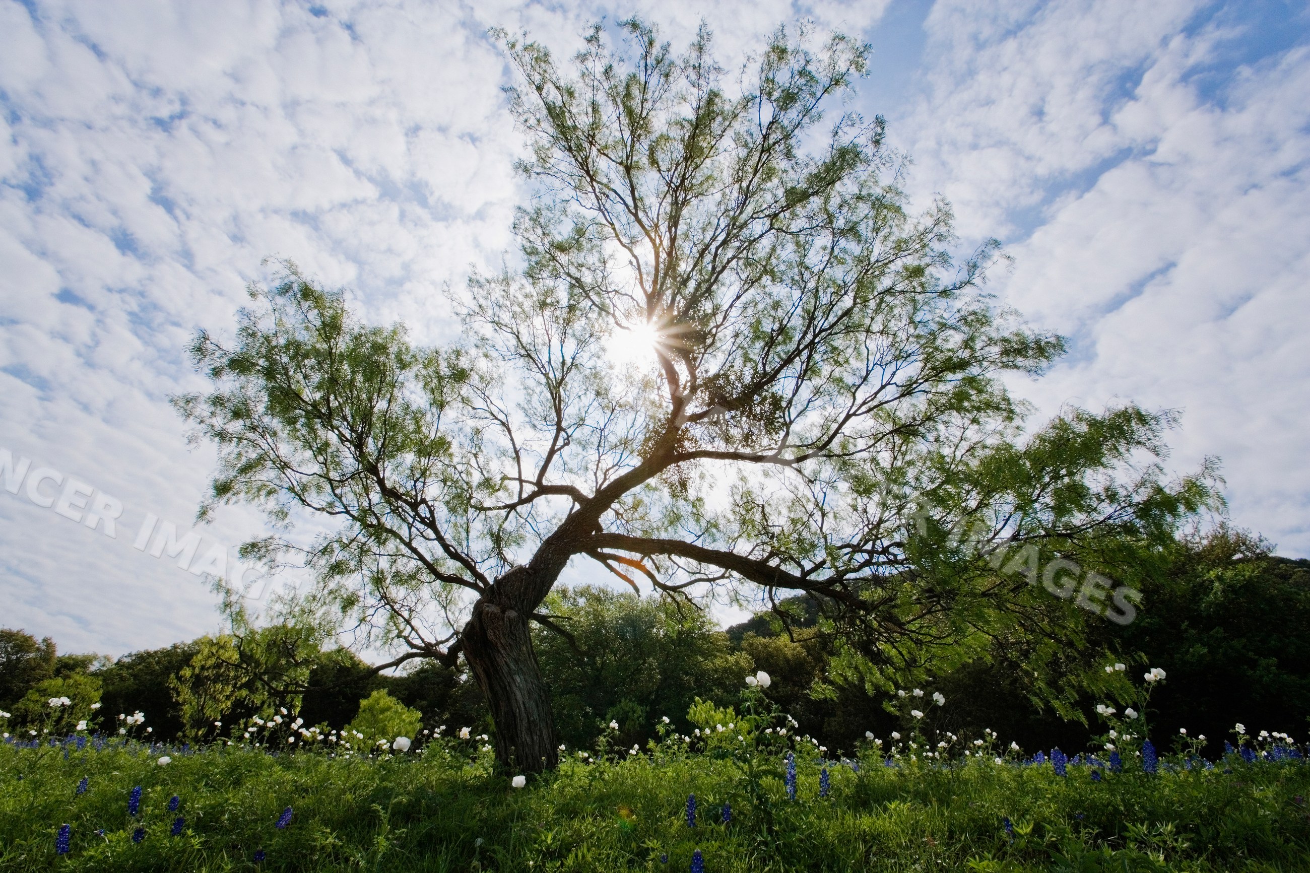 Mesquite tree with sunlight in wildflower field