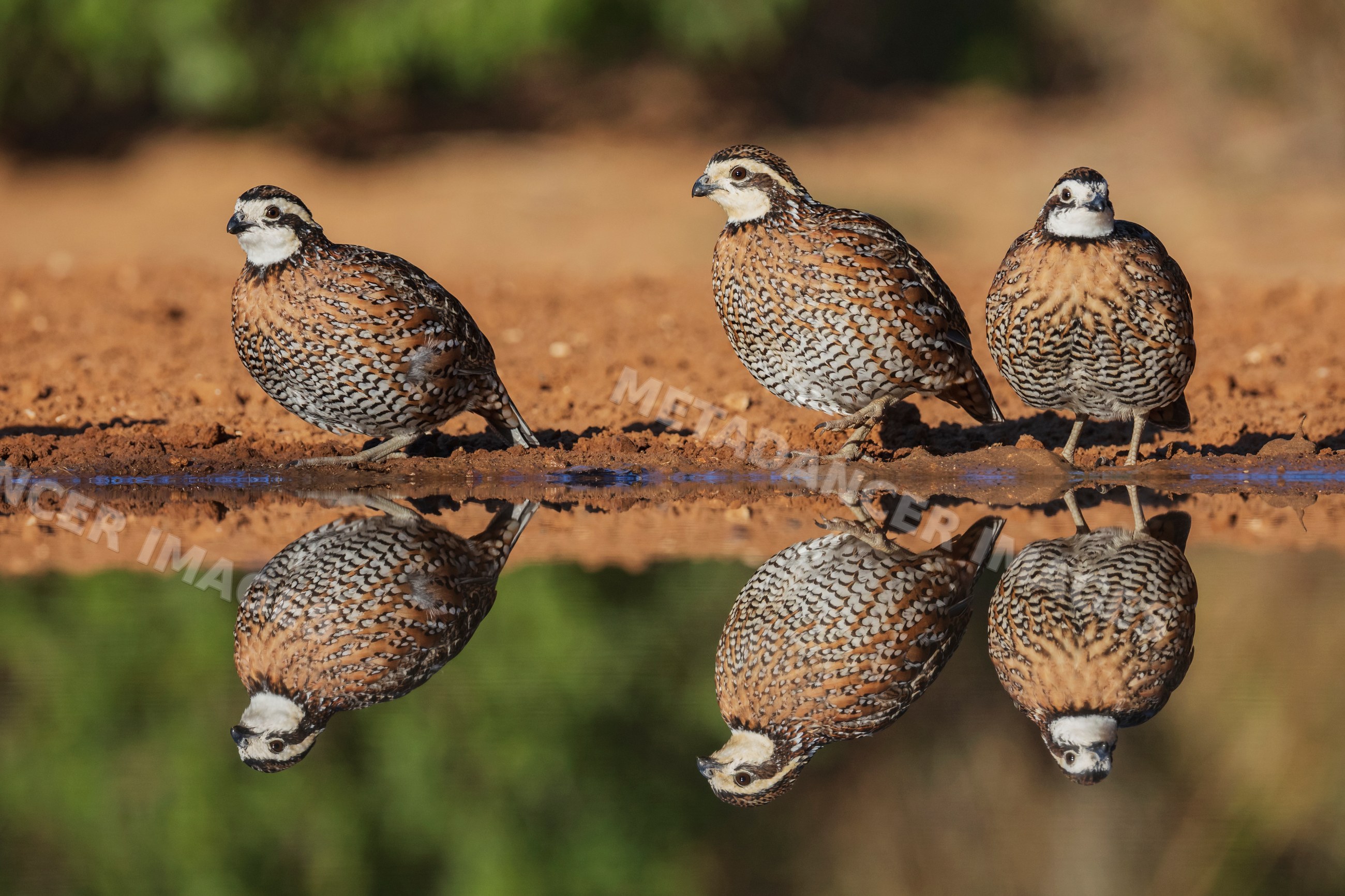 Bobwhite quail near waterhole at santa clara Ranch