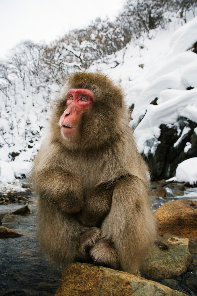 Japanese macaque in snowy rocky stream landscape by water, japan