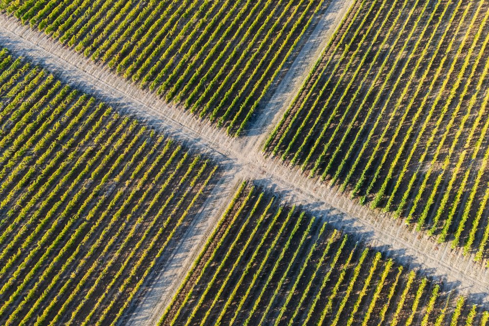 Aerial view of grape Vines in vineyard in tojaj, Hungary