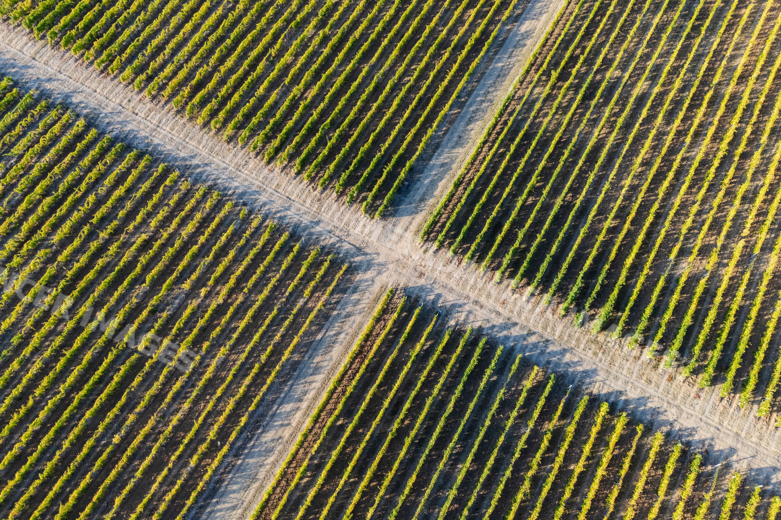 Aerial view of grape Vines in vineyard in tojaj, Hungary
