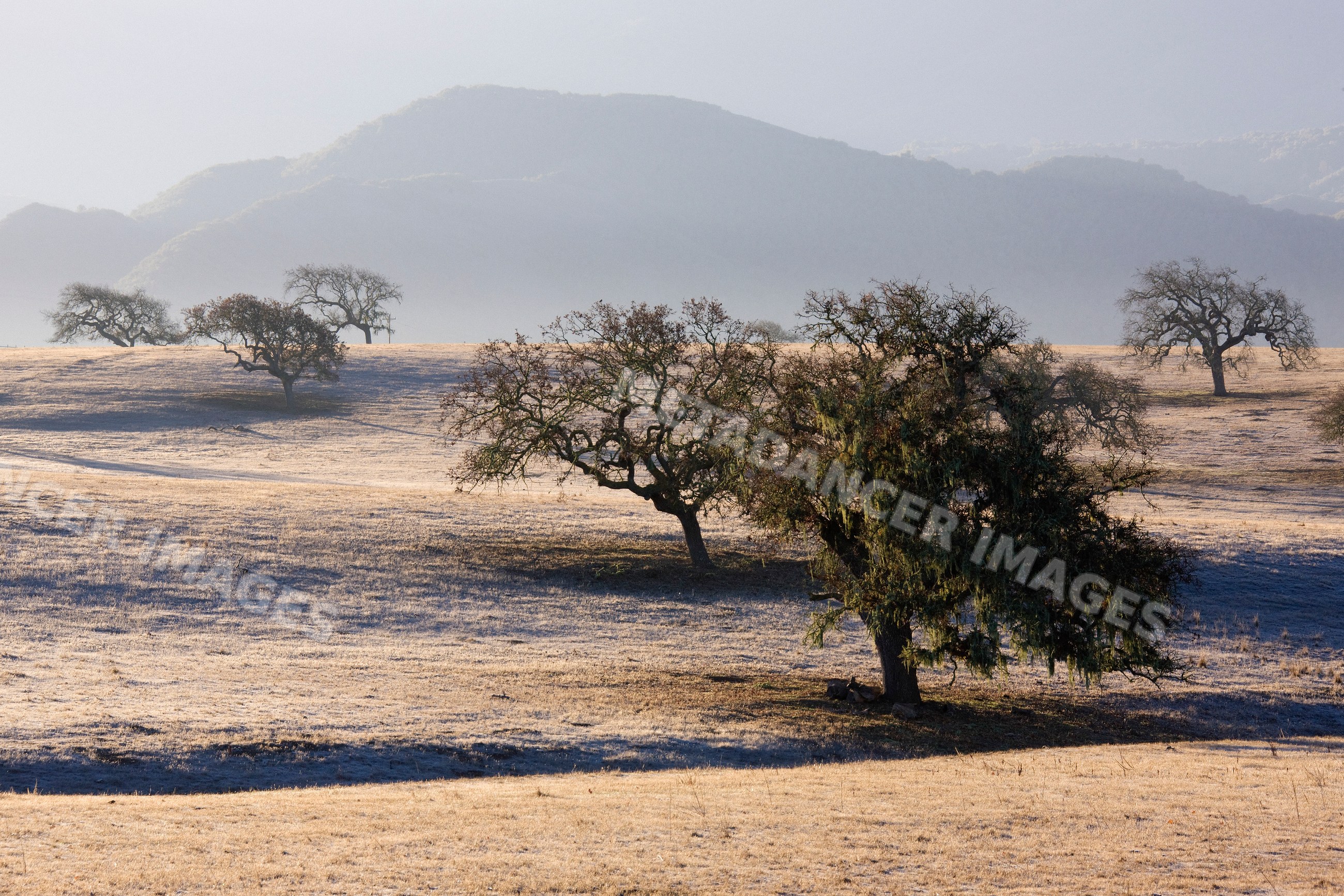 Oak trees in dry field valley