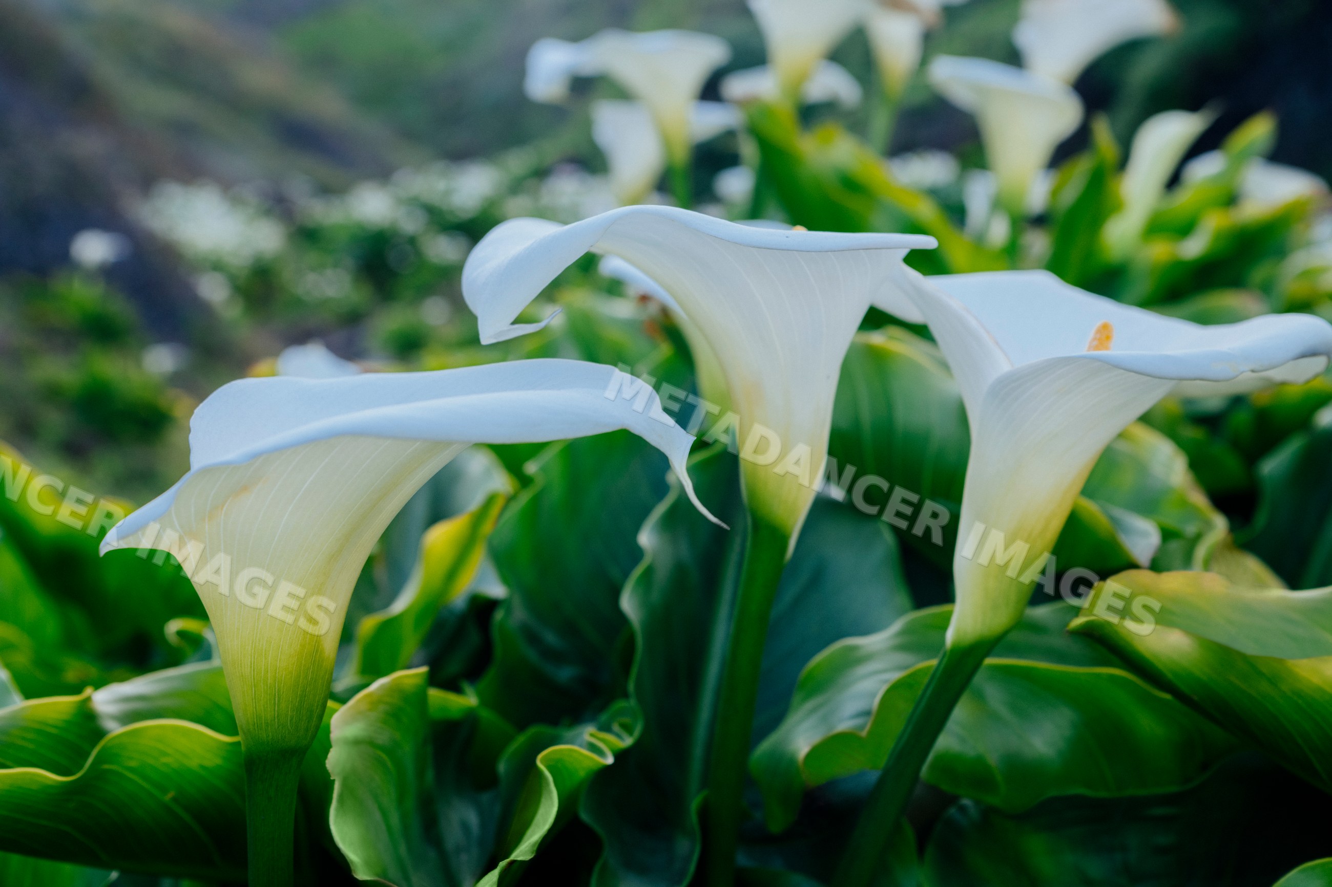 White calla lilies blooming outdoors