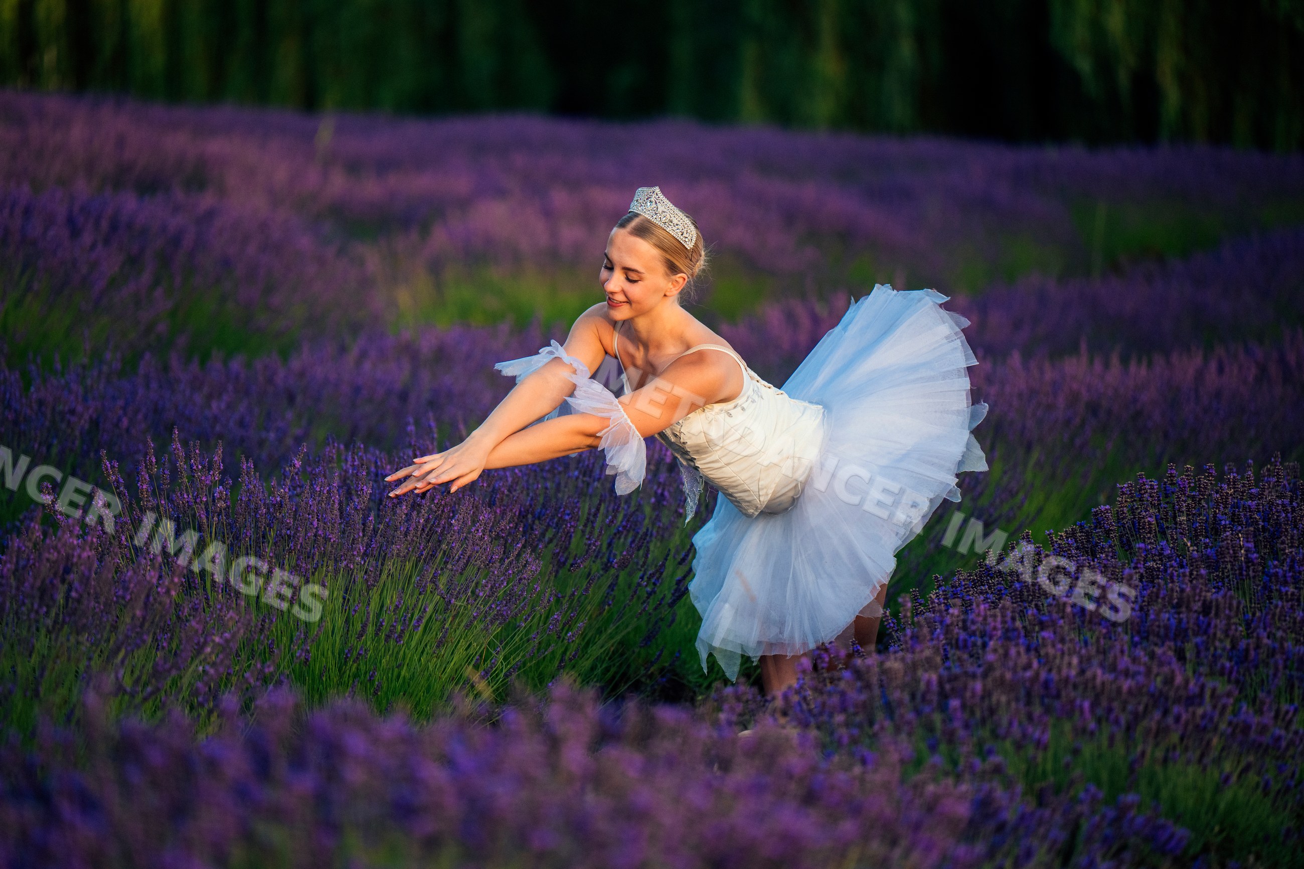 A white dancer poses gracefully in a lavender field in WA, USA