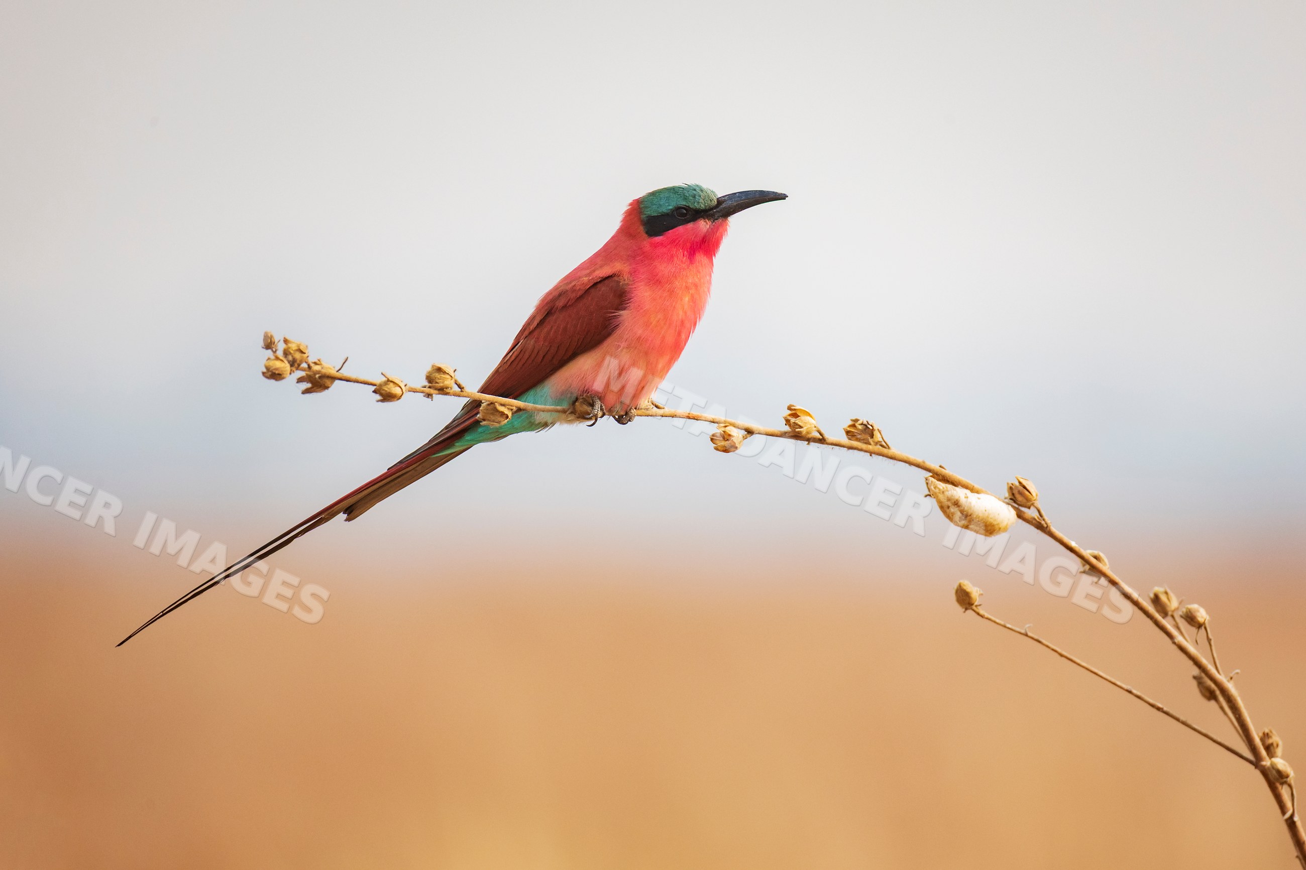 Carmine Bee-Eater perched on branch