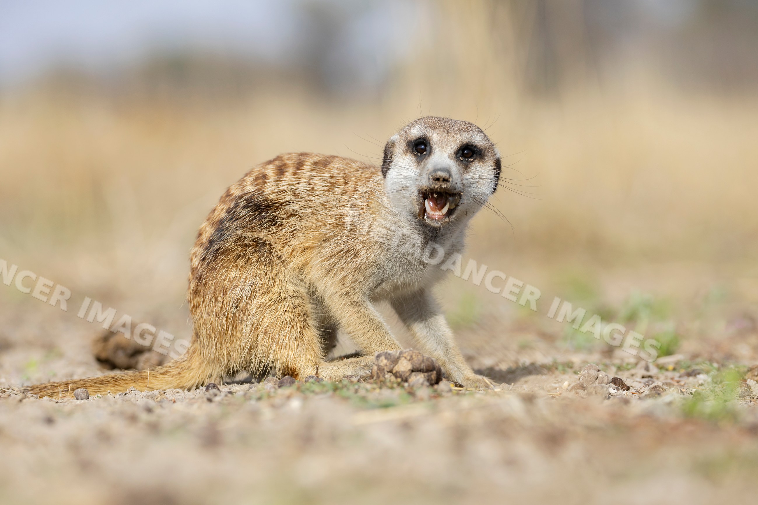 Juvenile Meerkat foraging for insects and grubs