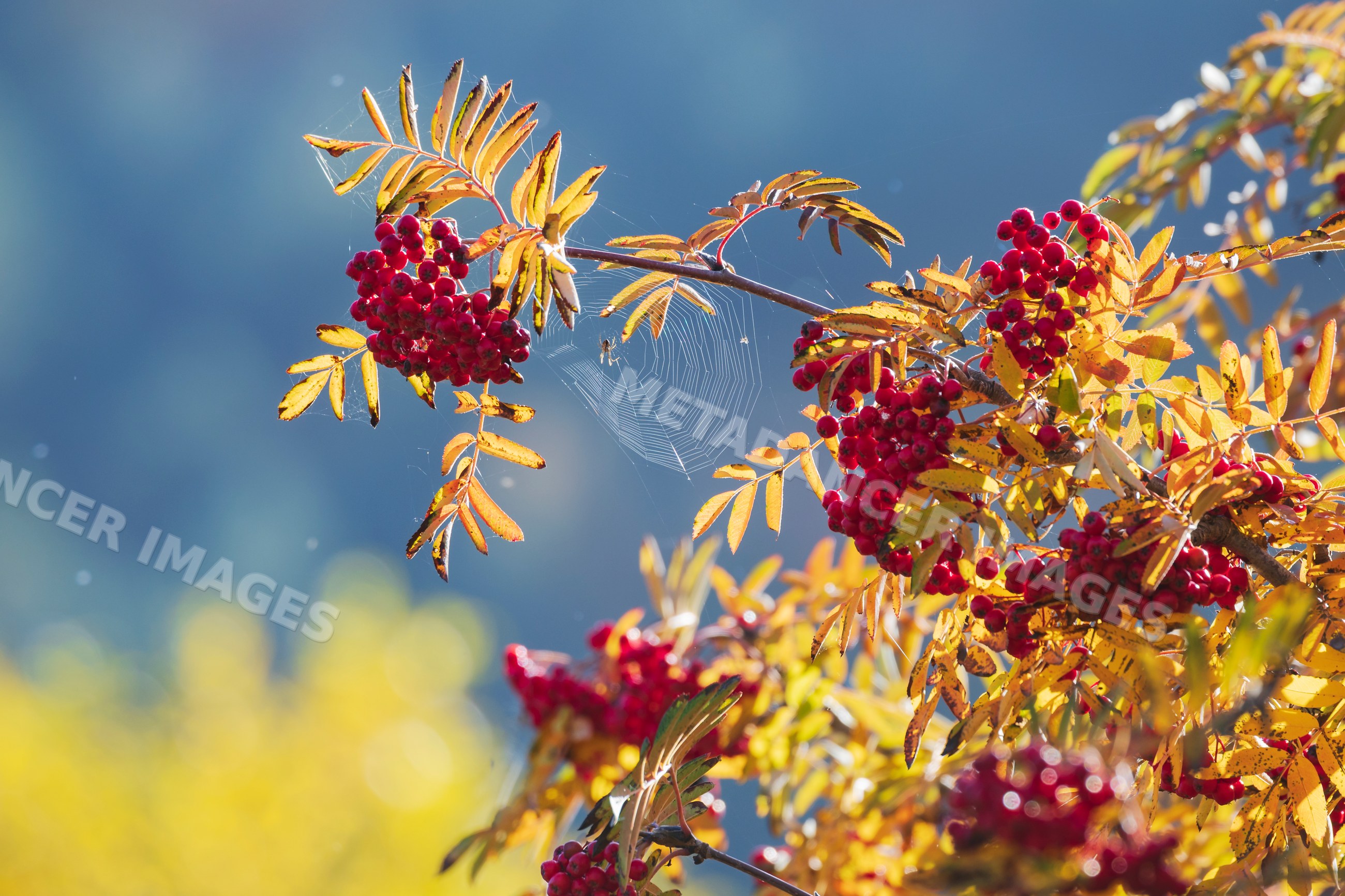 Rowan tree branch with red Berries and spider web in kazbegi, Georgia