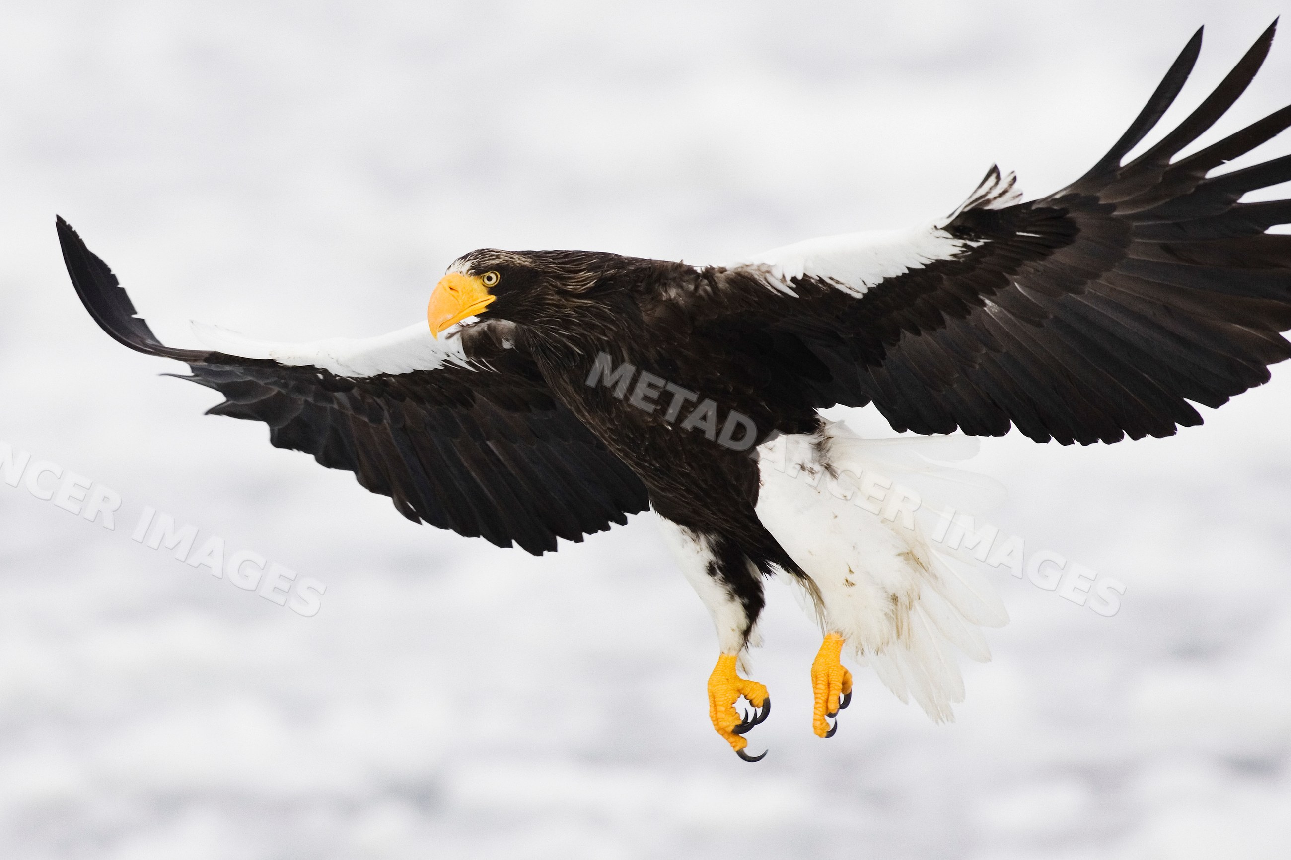 Steller's sea eagle in flight over shiretoko peninsula, hokkaido