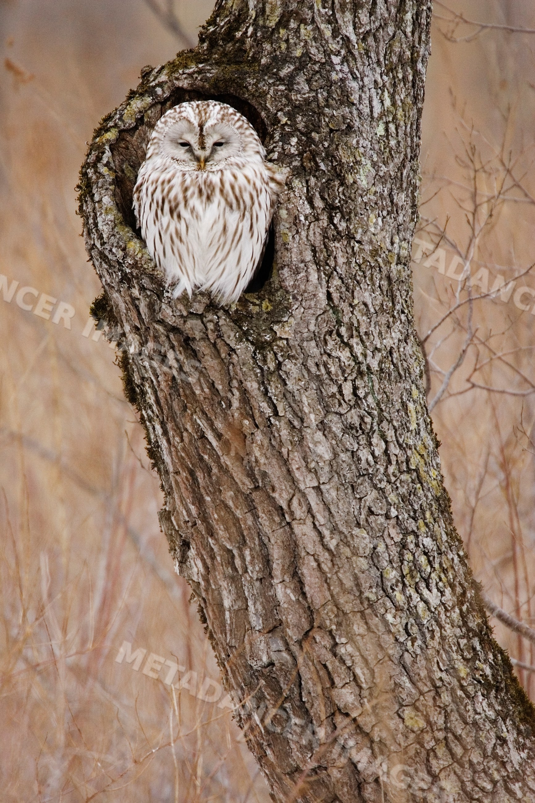 Ural owl perched in tree cavity forest