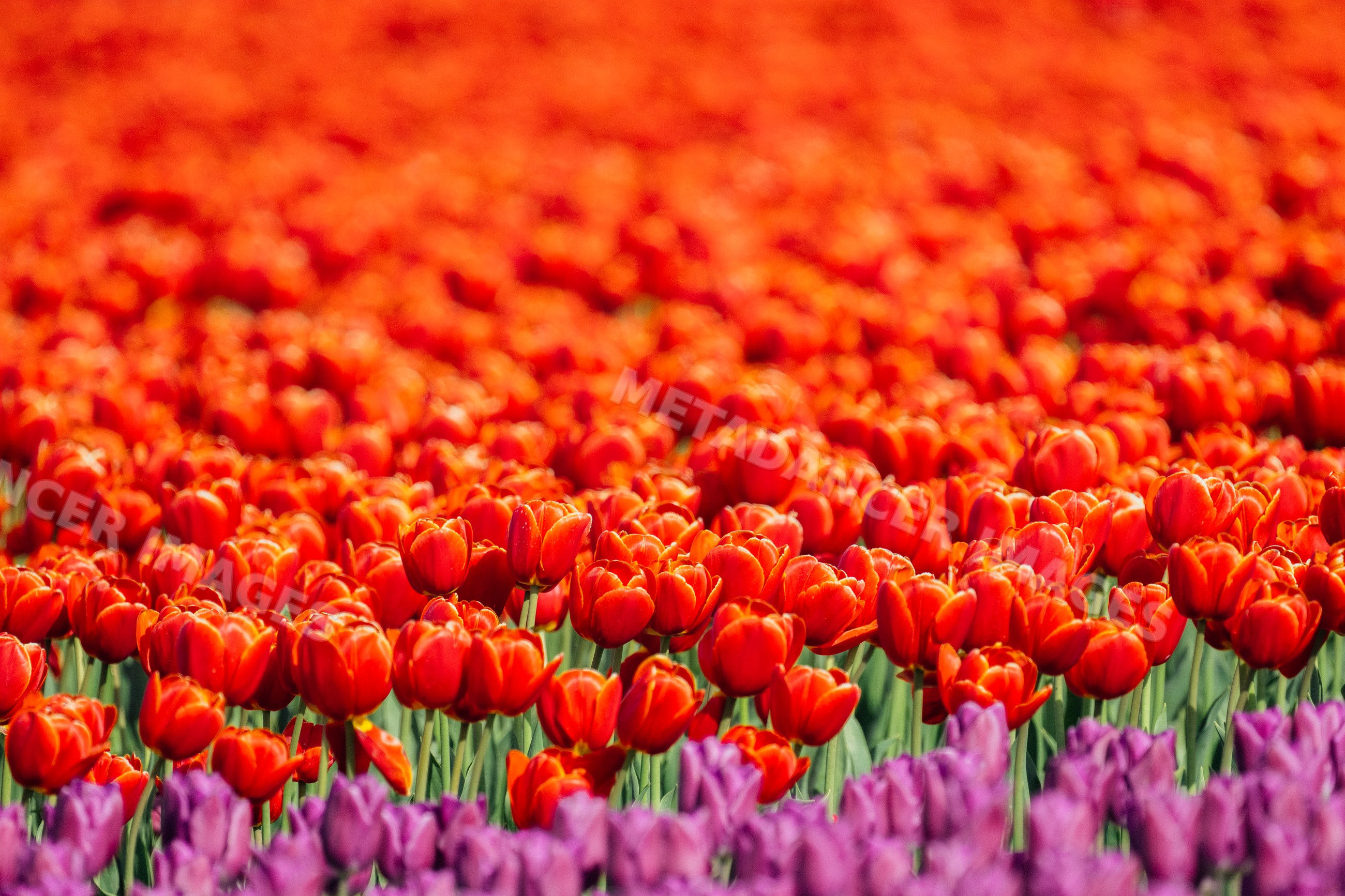 Field of red and purple tulips blooming outdoors