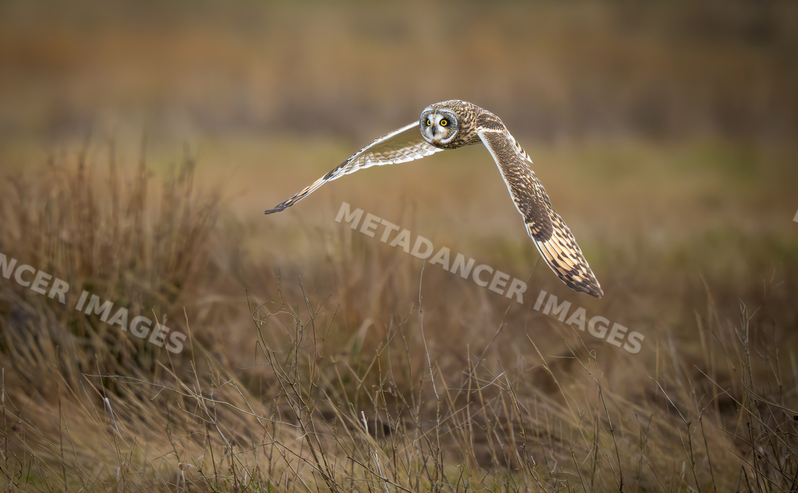 Short-eared owl flying over grassland