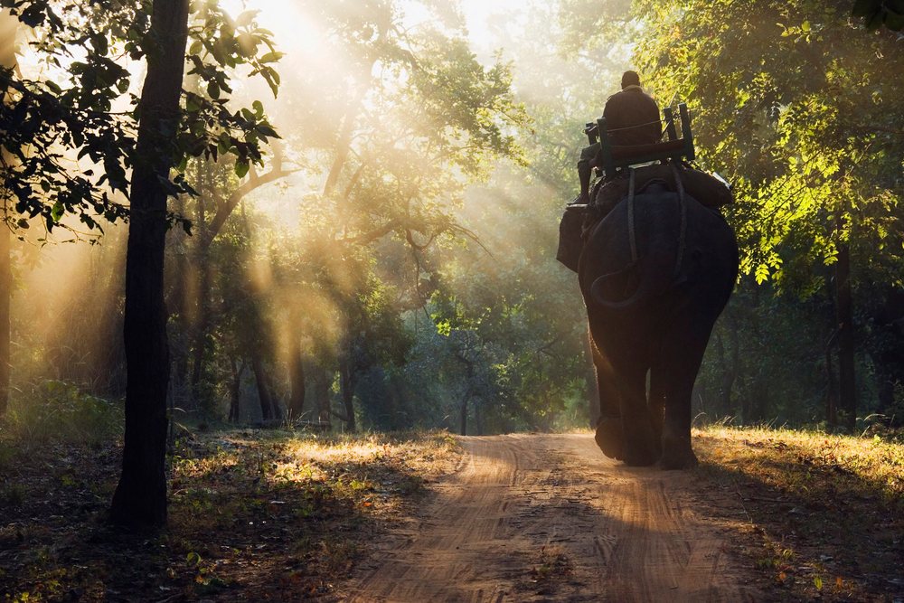 Elephant carrying man through forest path, india