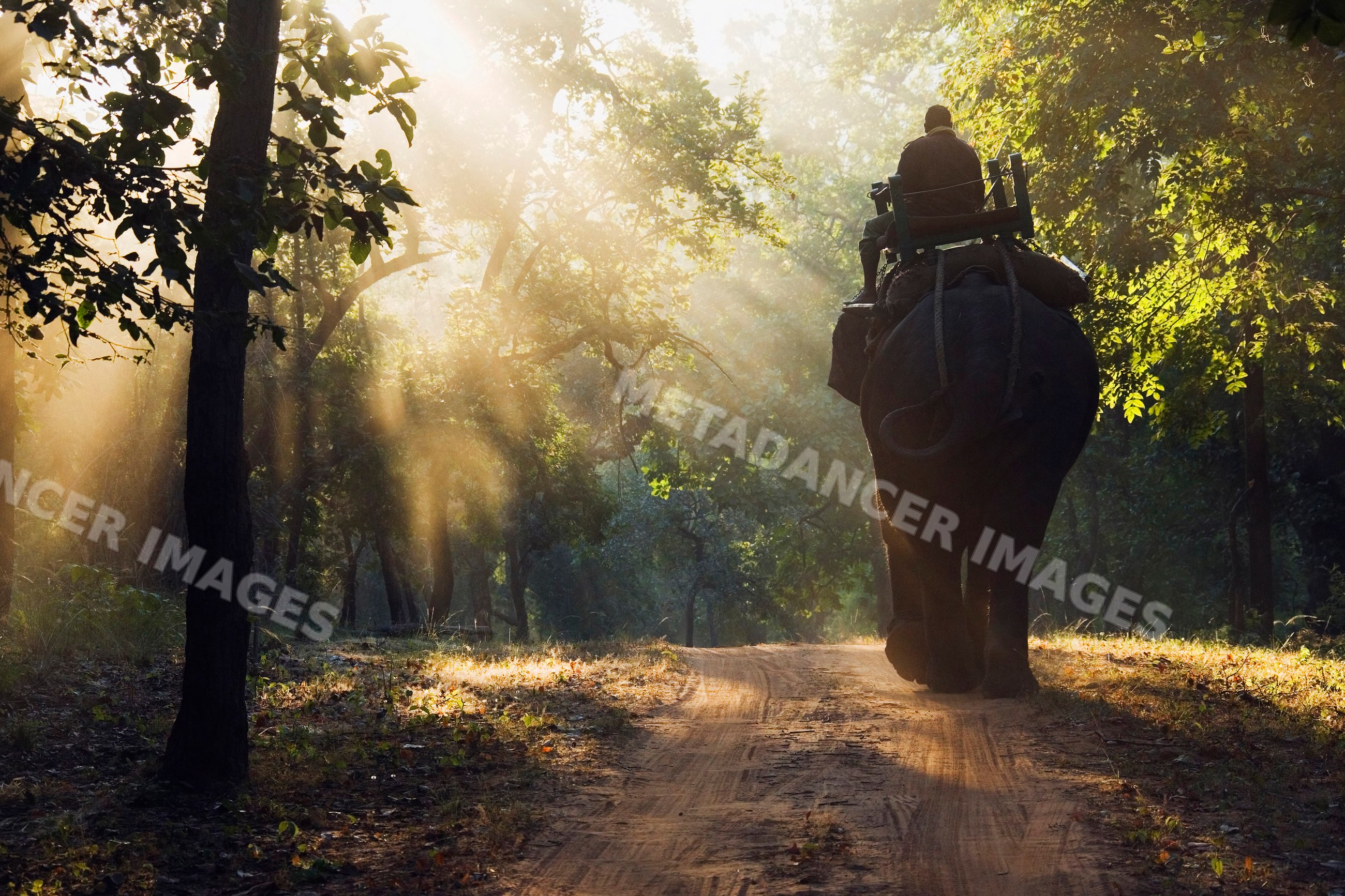 Elephant carrying man through forest path, india