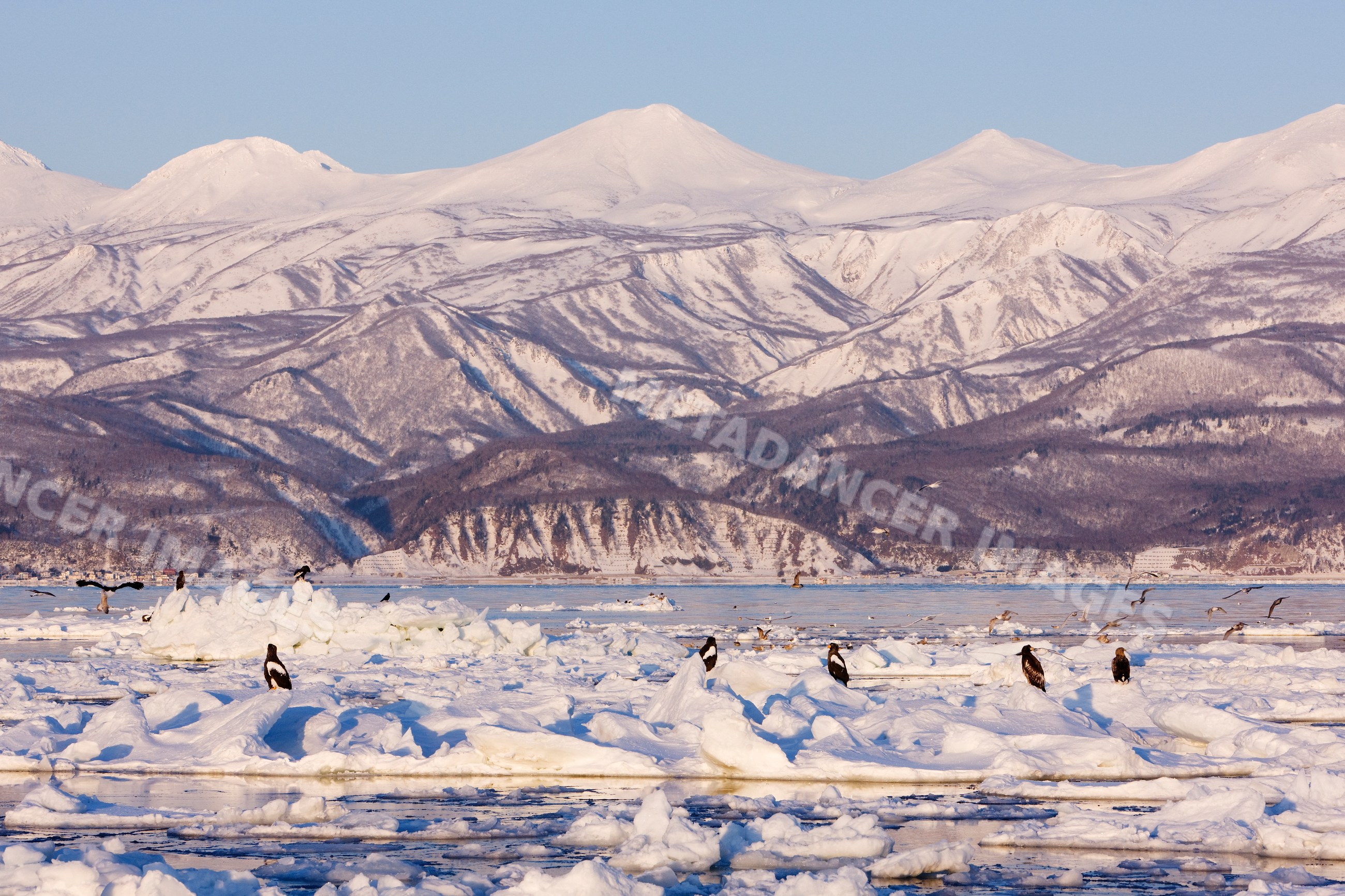 Sea eagles on ice floe with shiretoko mountains