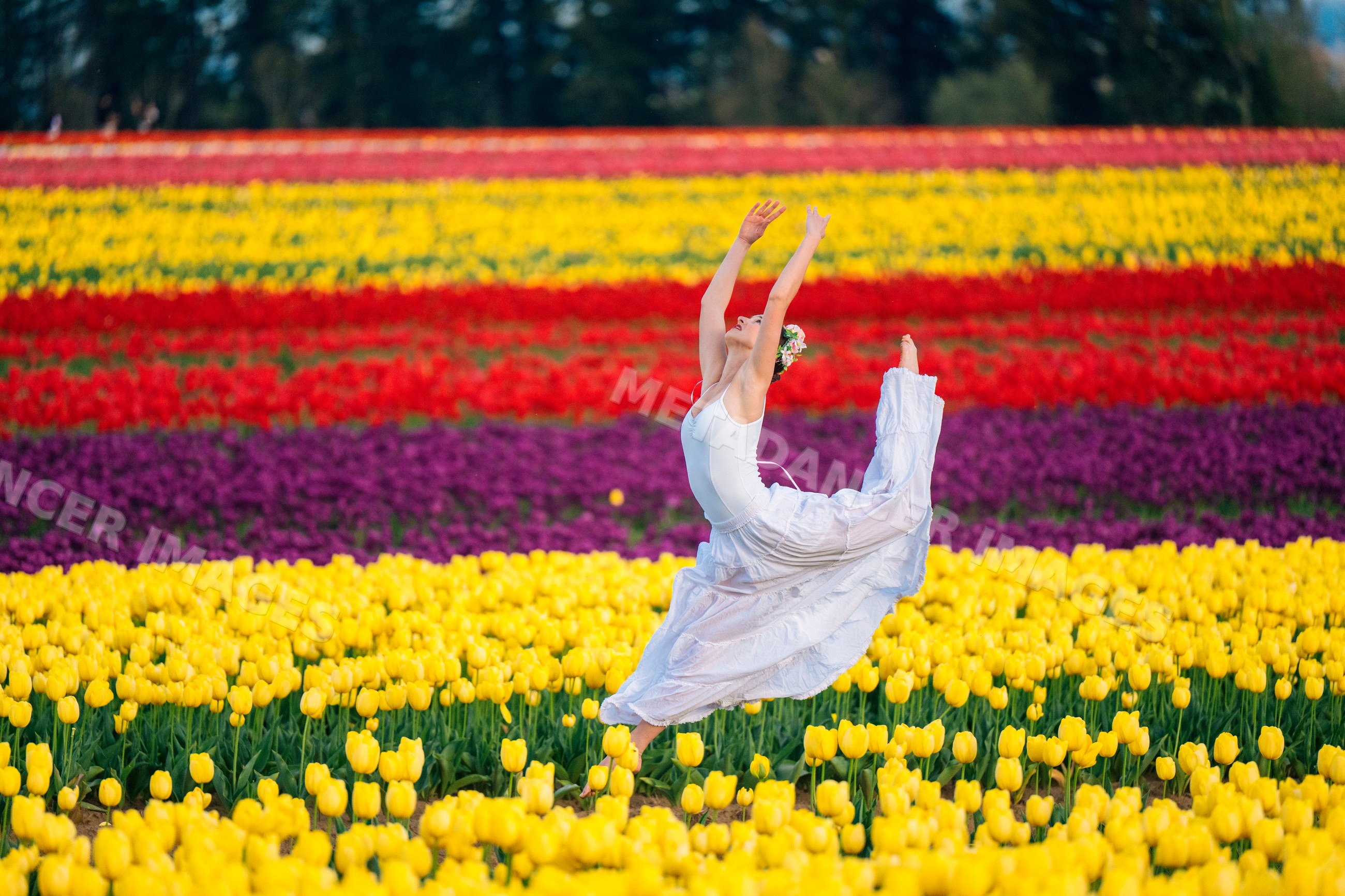 Ballet white dancer leaping in flower field of colorful tulips