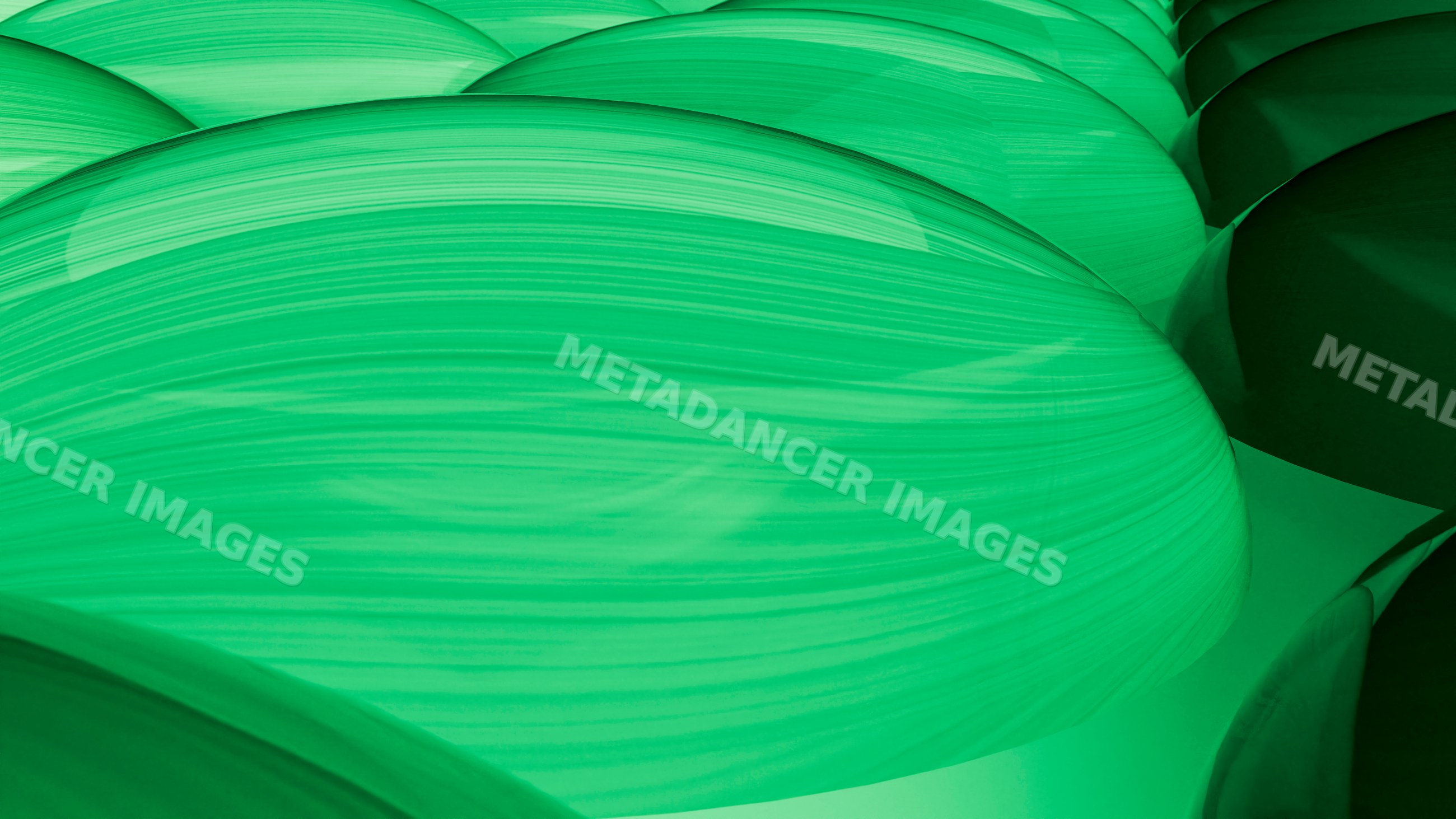 Close-up of green leaves with detailed texture and leaf veins