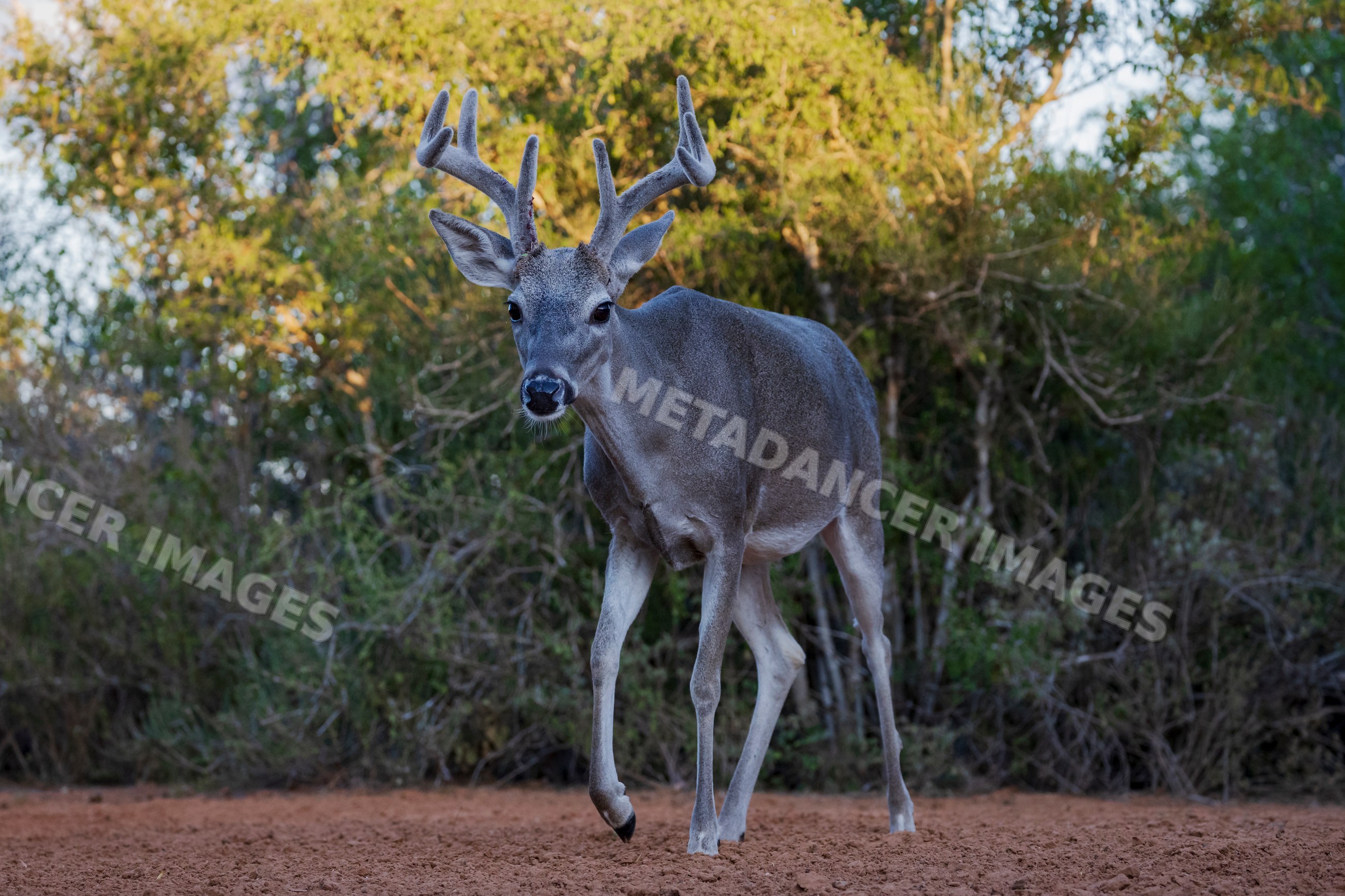 8-point buck cautiously approaches waterhole in Texas Ranch landscape