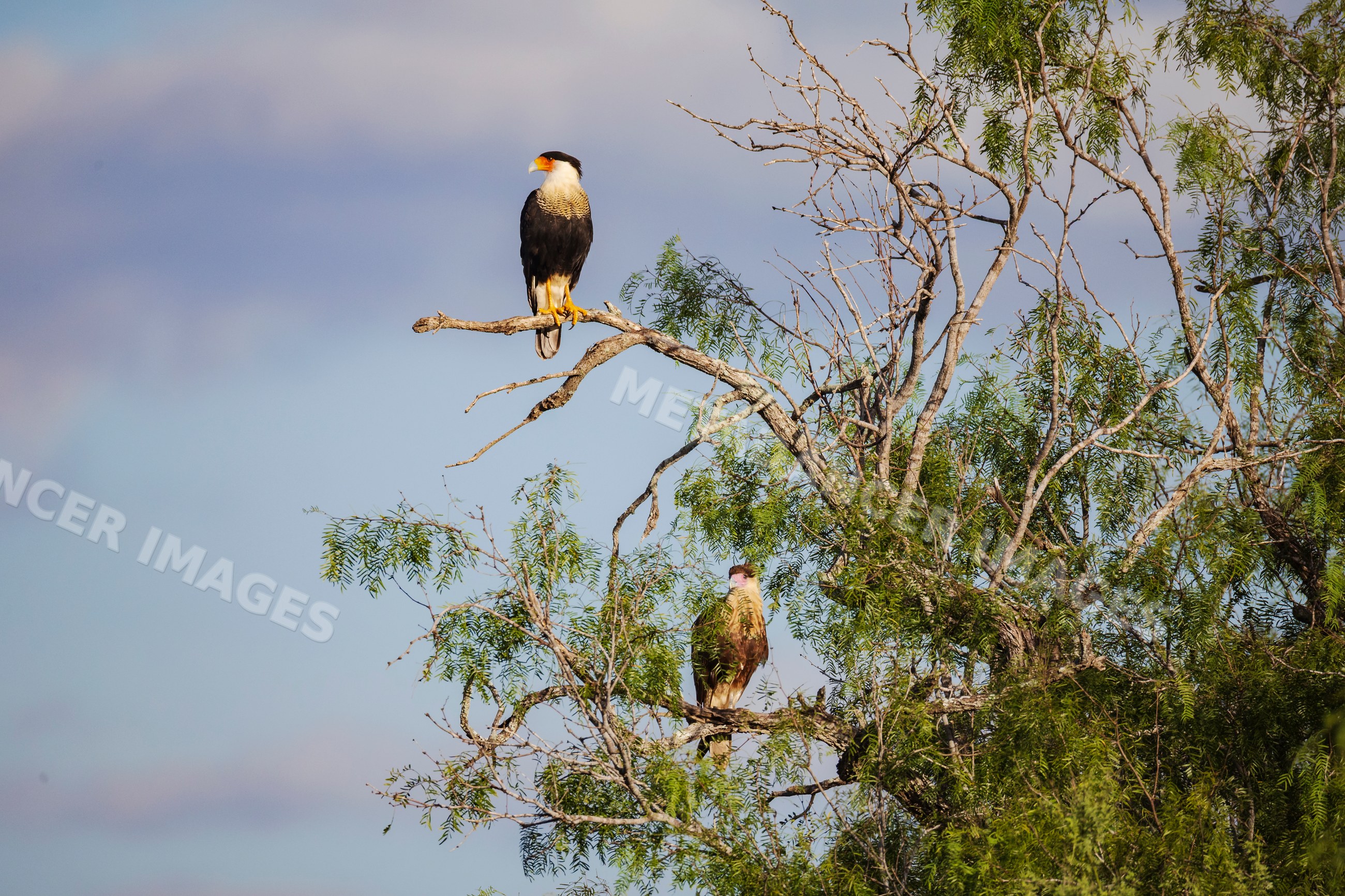 Crested caracaras perched in a Mesquite Tree in rio grande valley