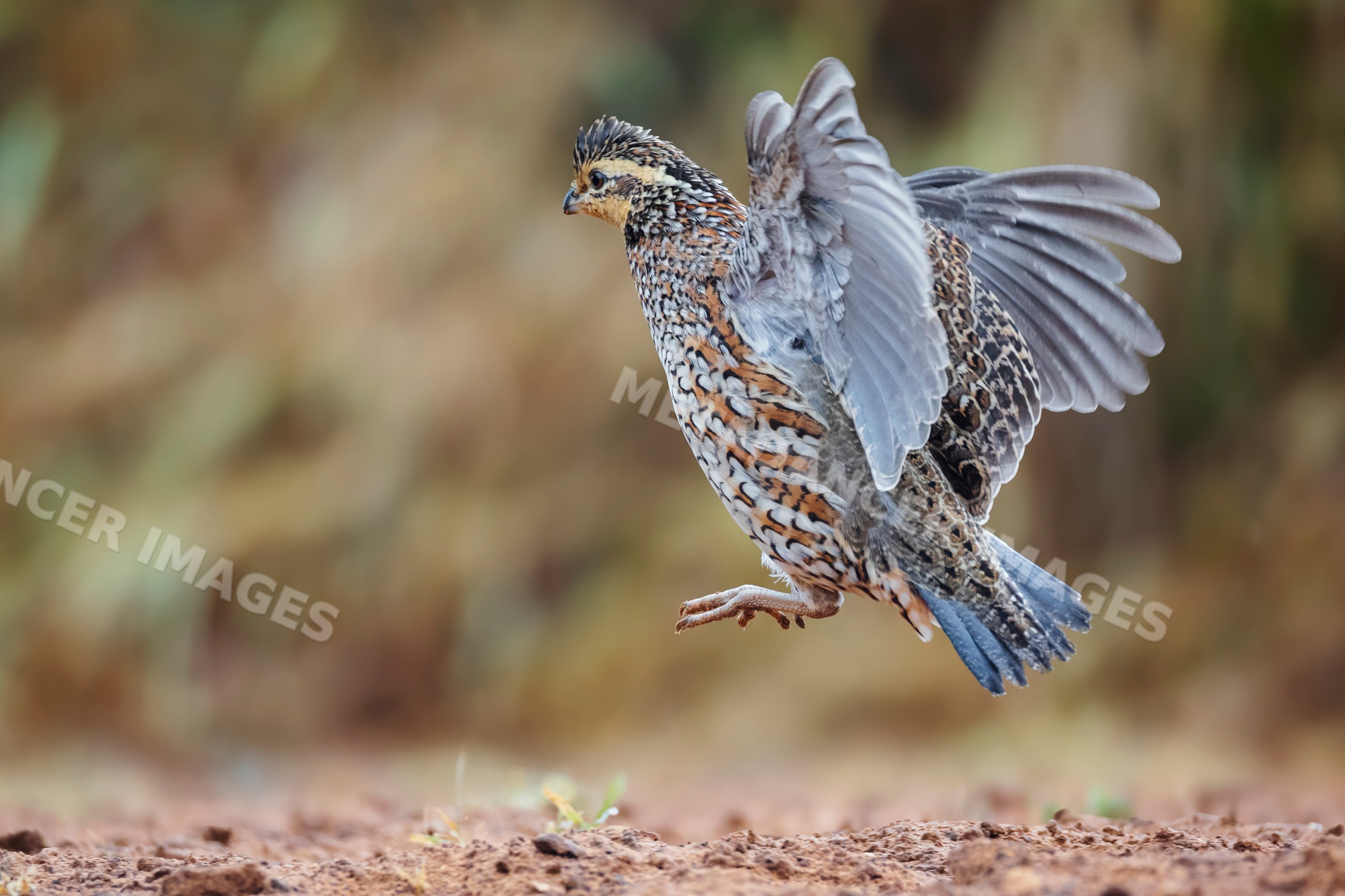 Bobwhite quail leaping with wings spread in Texas wildlife setting